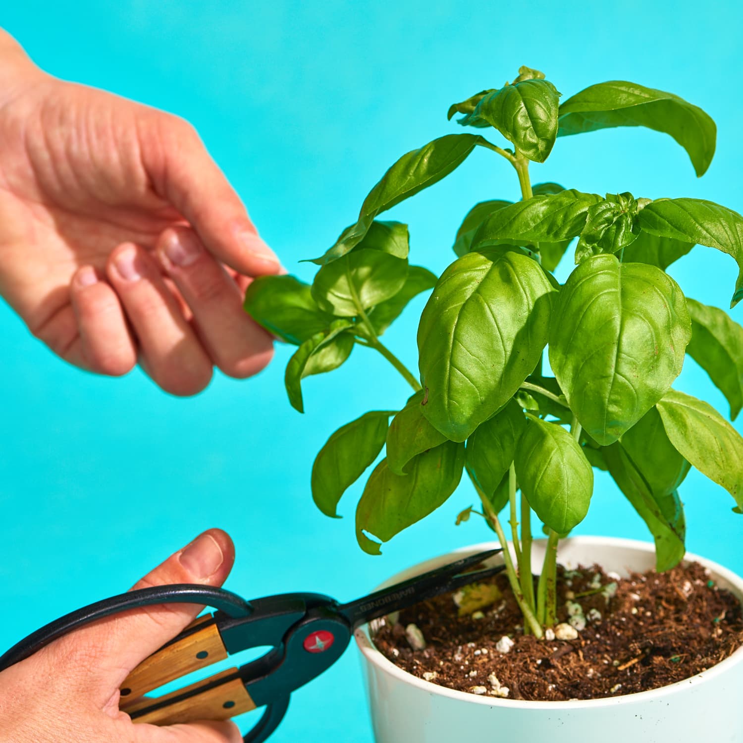How to Grow Basil in an Indoor Pot or Outdoors Apartment Therapy