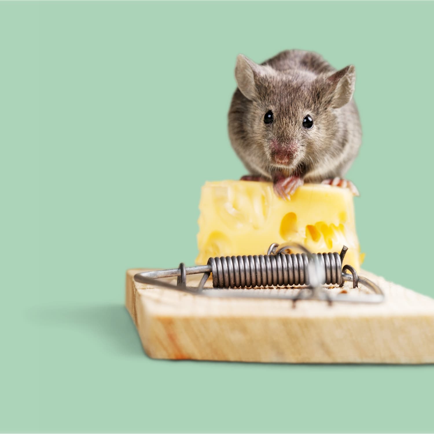 How to get rid hotsell of mice in apartment