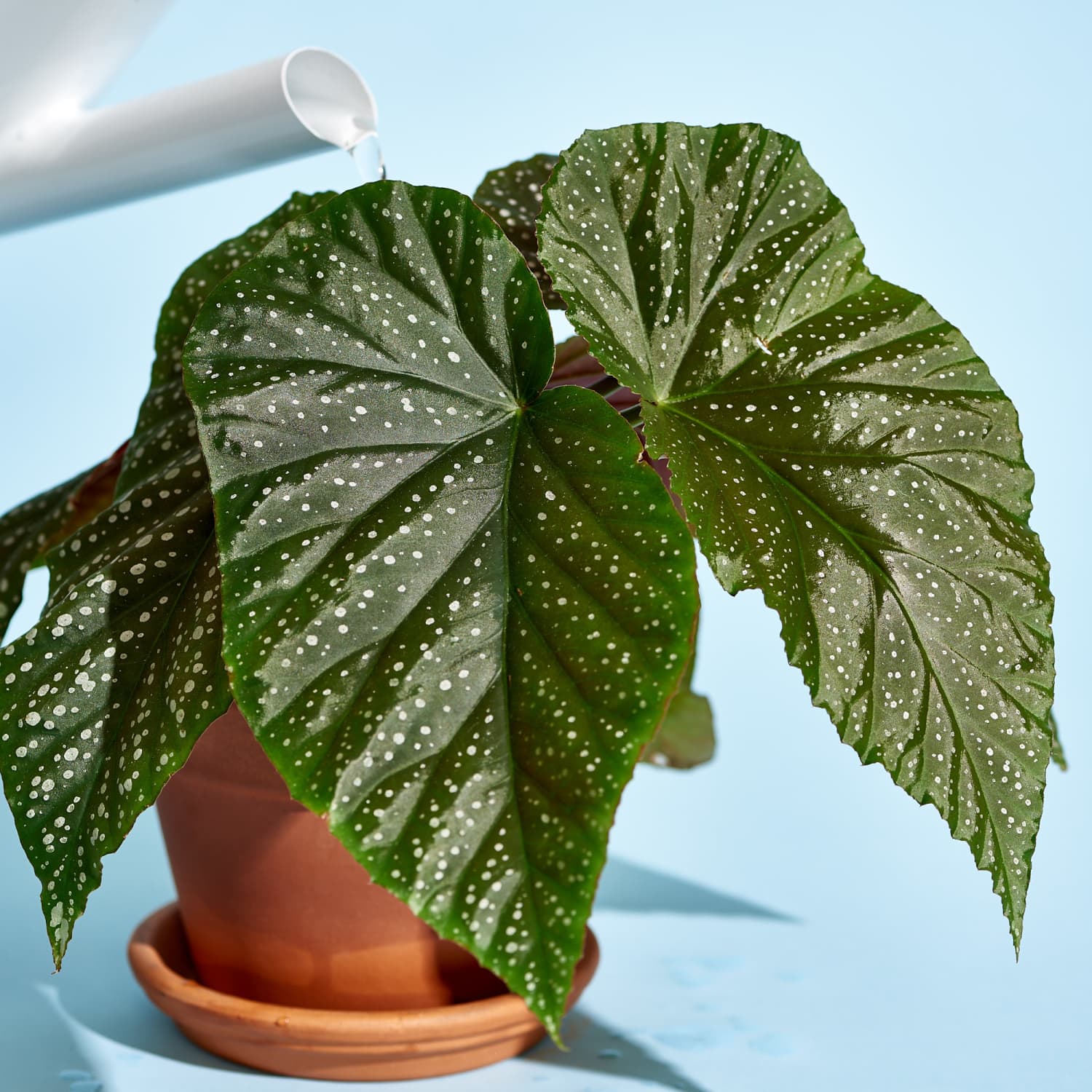How to Care for Begonias As Houseplants Care for Indoor Plants