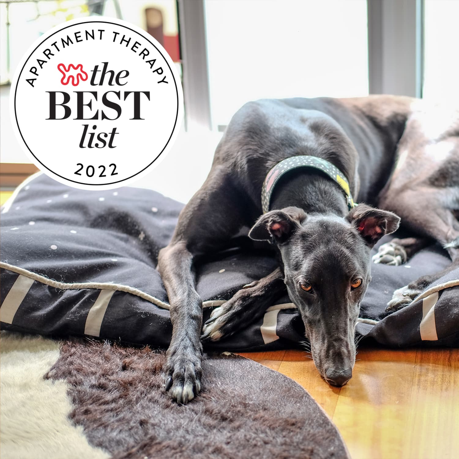 The Best Stylish Dog Beds for 2023 Apartment Therapy