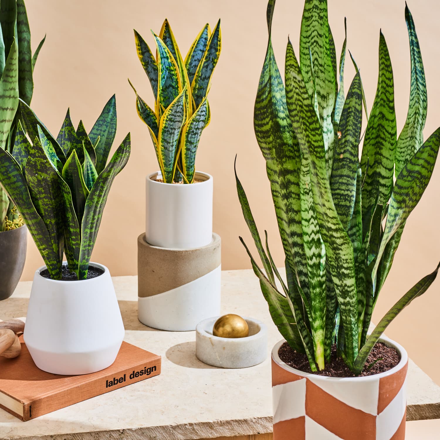 The Best Fake Snake Plant With Comparison Photos Apartment Therapy