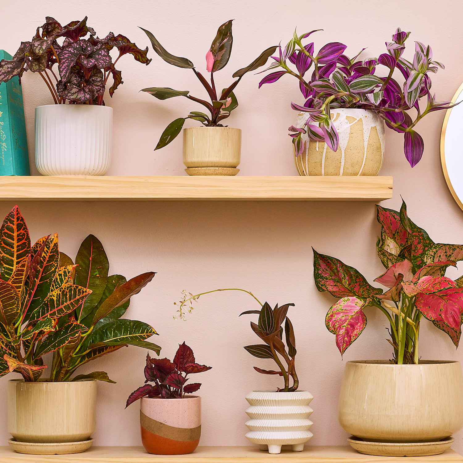 Colorful Potted Plants