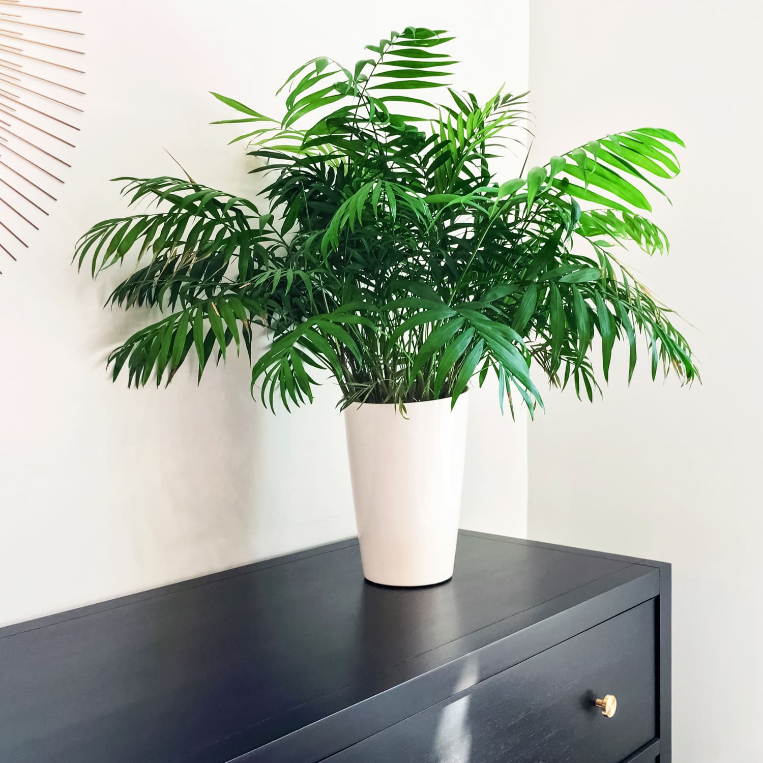 Parlor palm sales cats