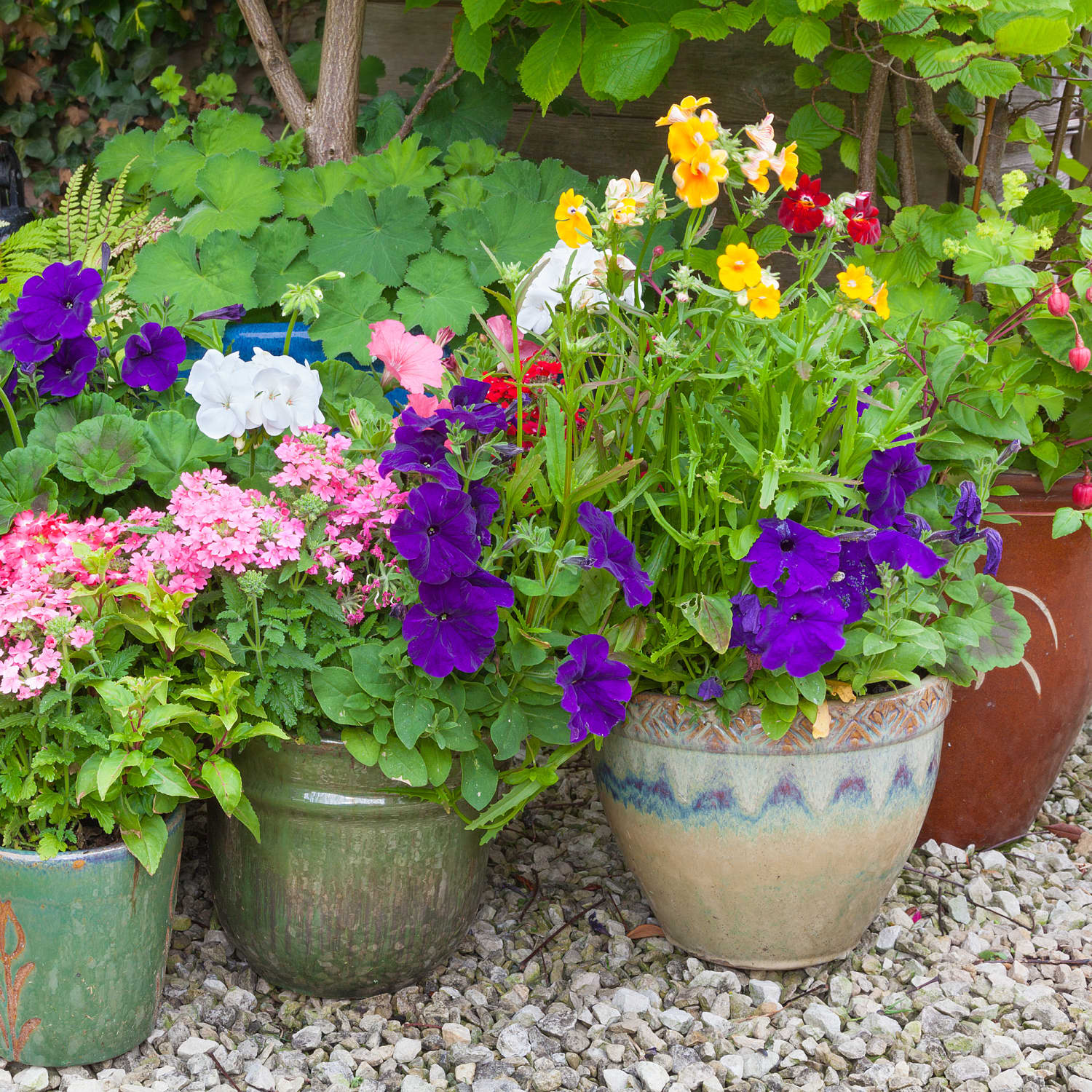 25 Best Flowering Plants For Pots