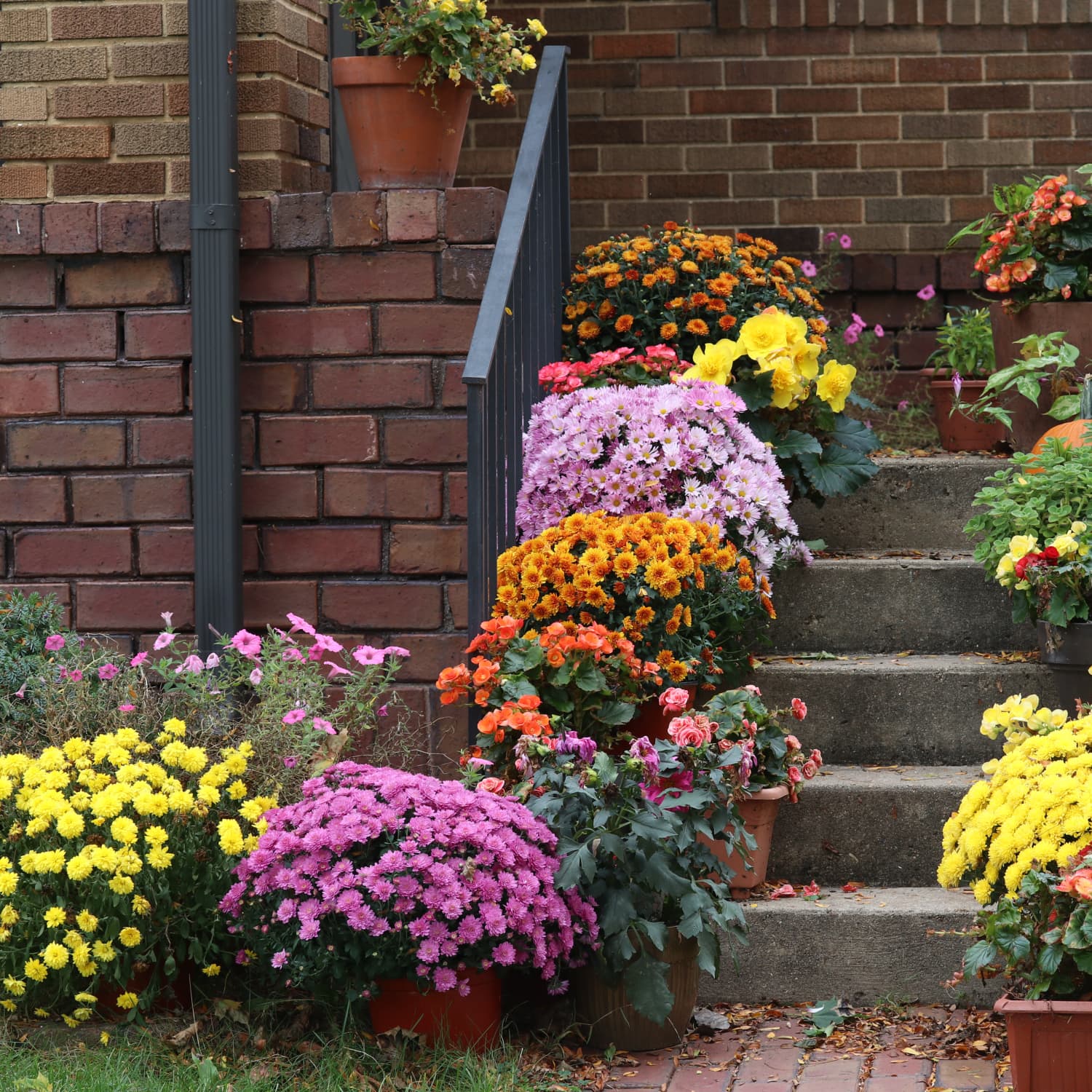 Outdoor plants cheap