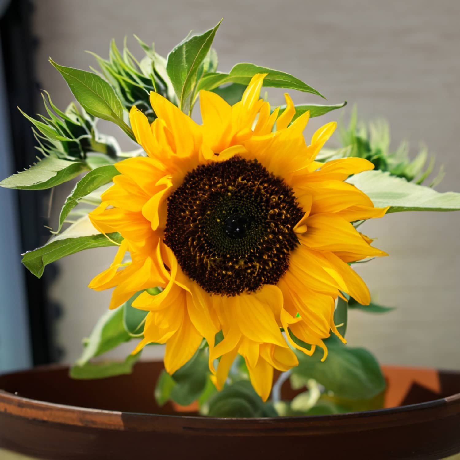 Growing sunflowers shop