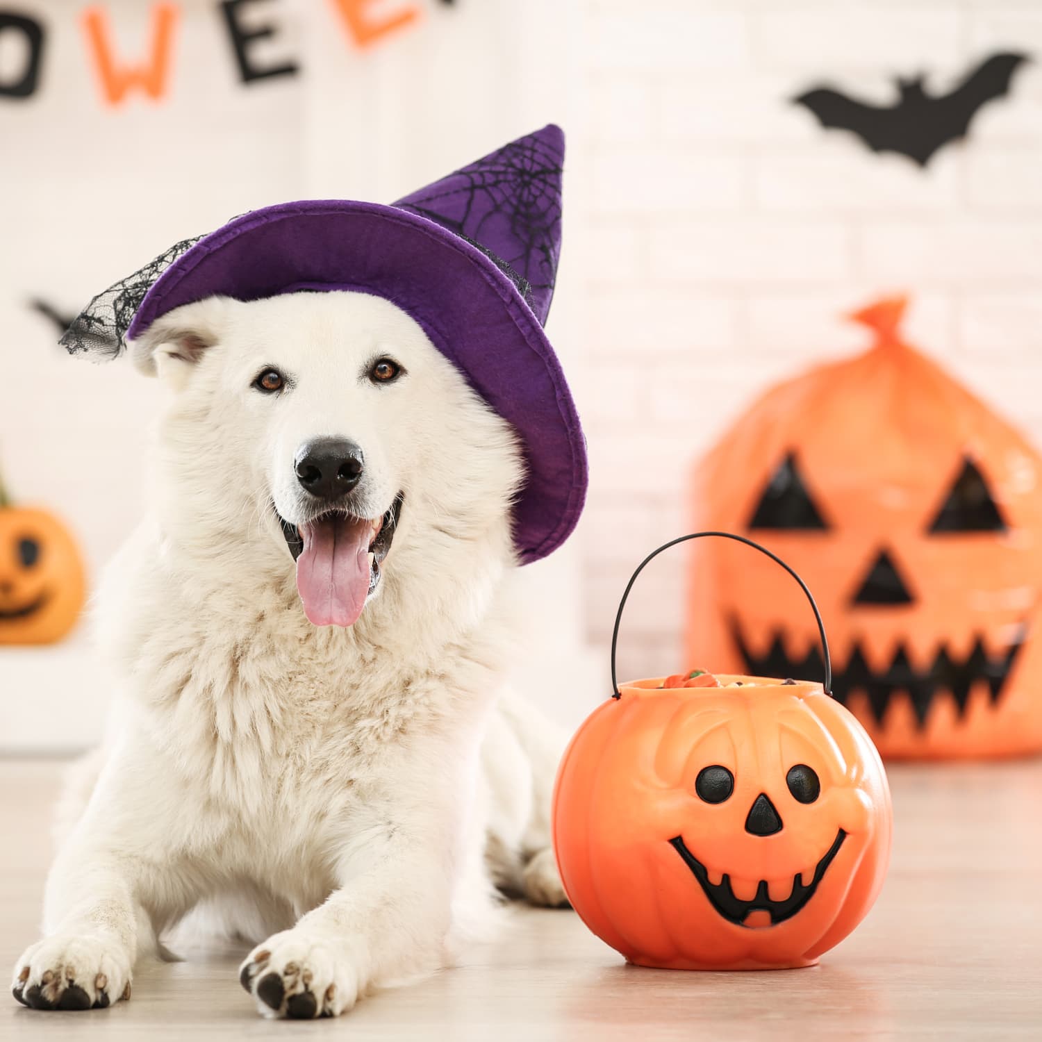 Pet Halloween Costume Tips How to Train Your Pet to Like a