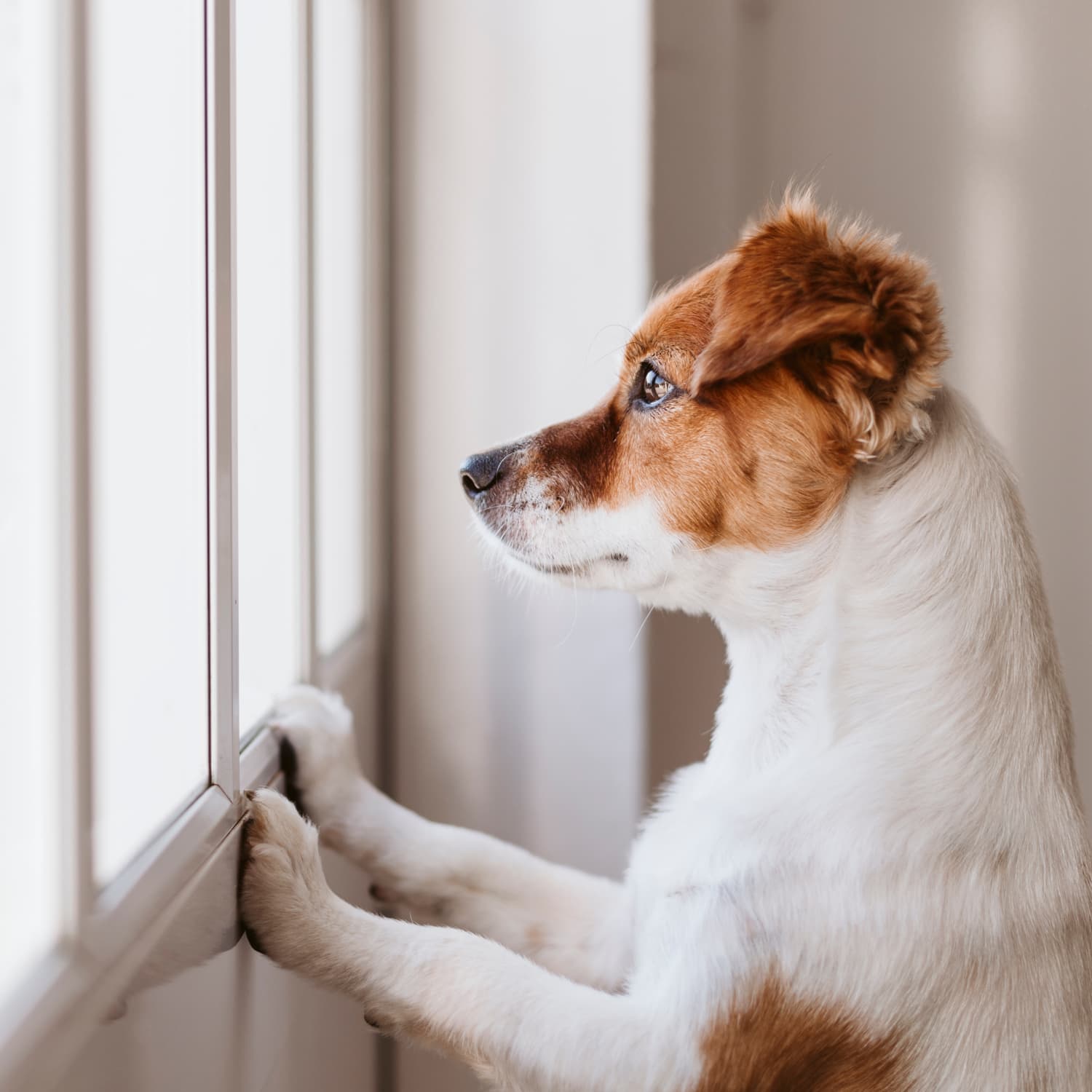 Reactive dog in clearance apartment building