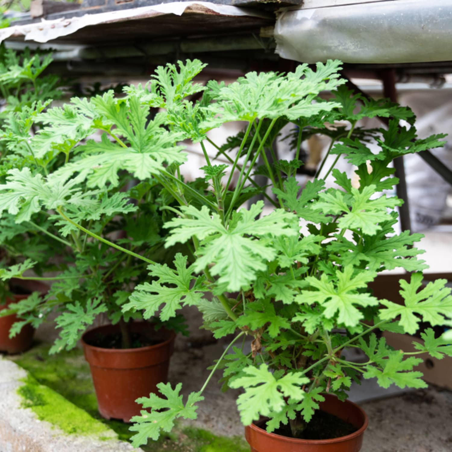 Where to 2025 buy citronella plants