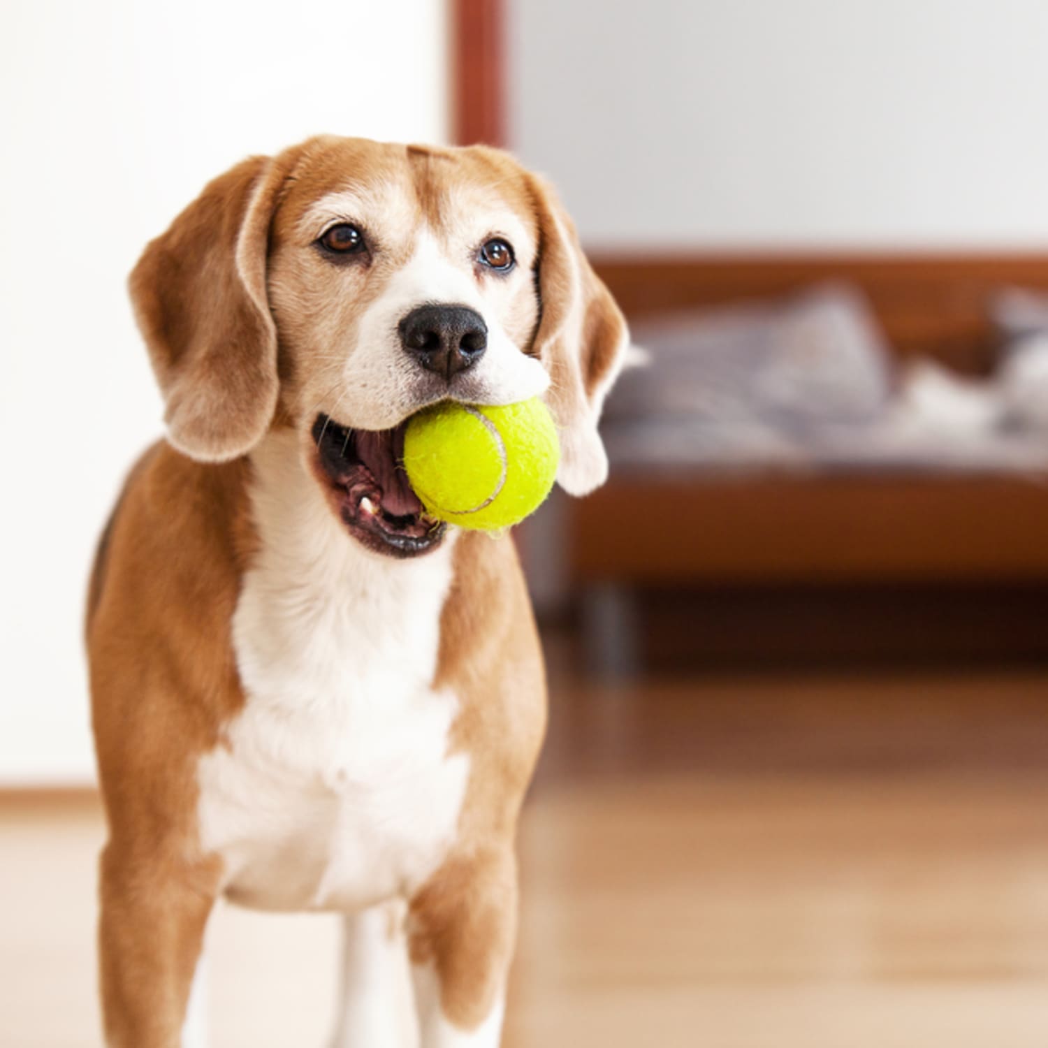Dog shop with ball