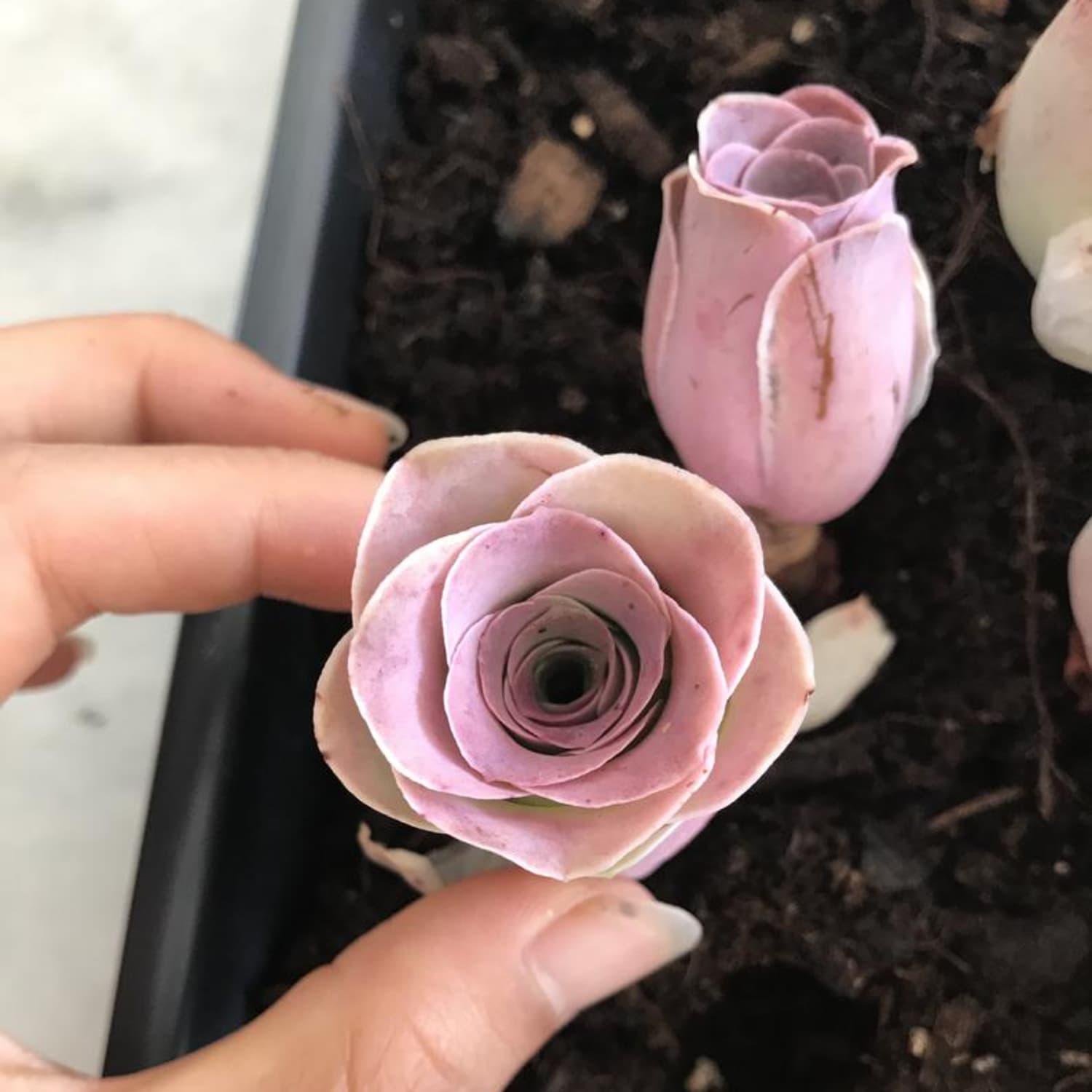 These Pink Rose Succulents for Sale on Etsy are Gorgeous