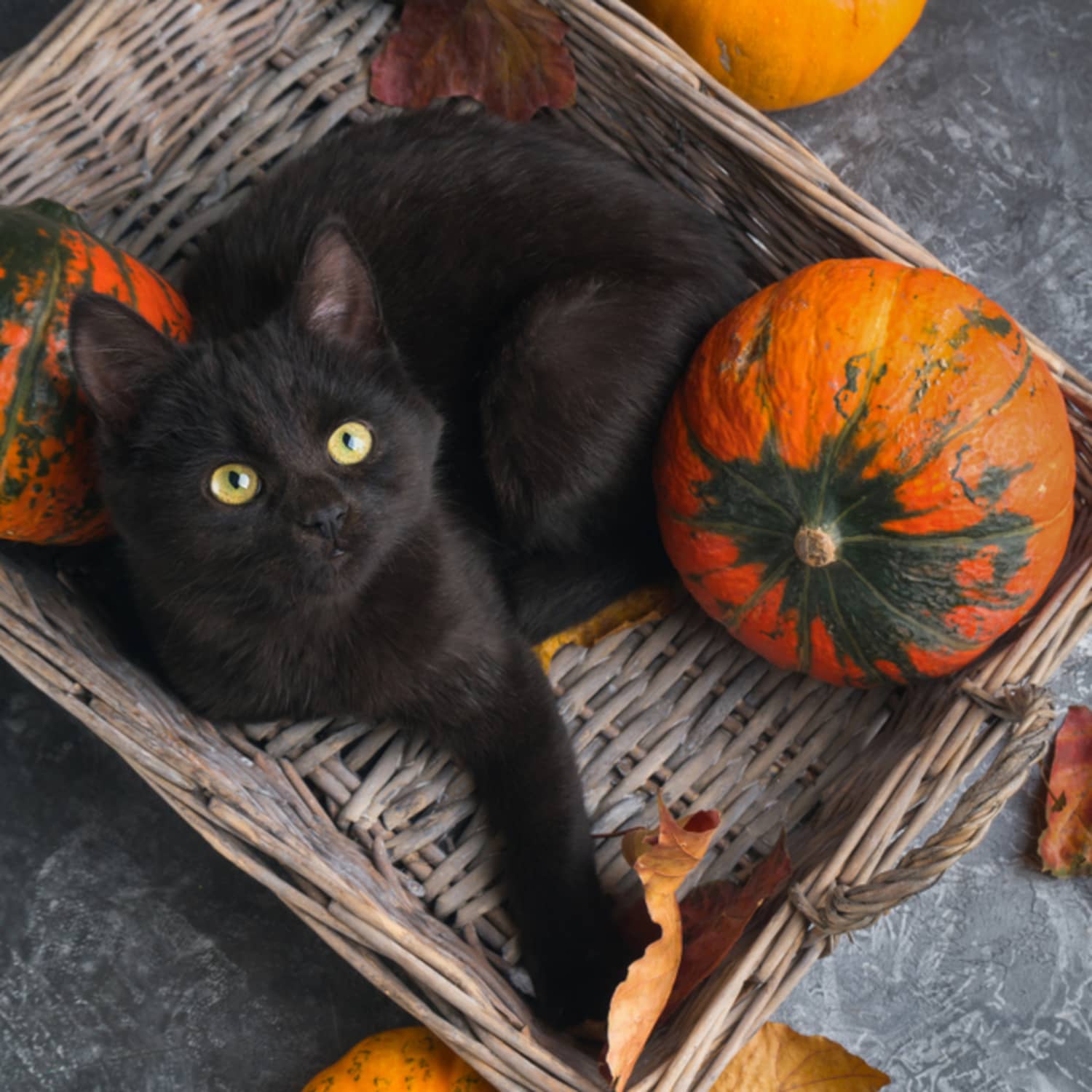Cat new arrivals on pumpkin