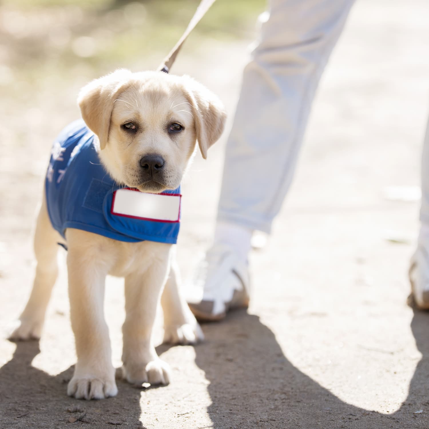 Failed guide dogs 2025
