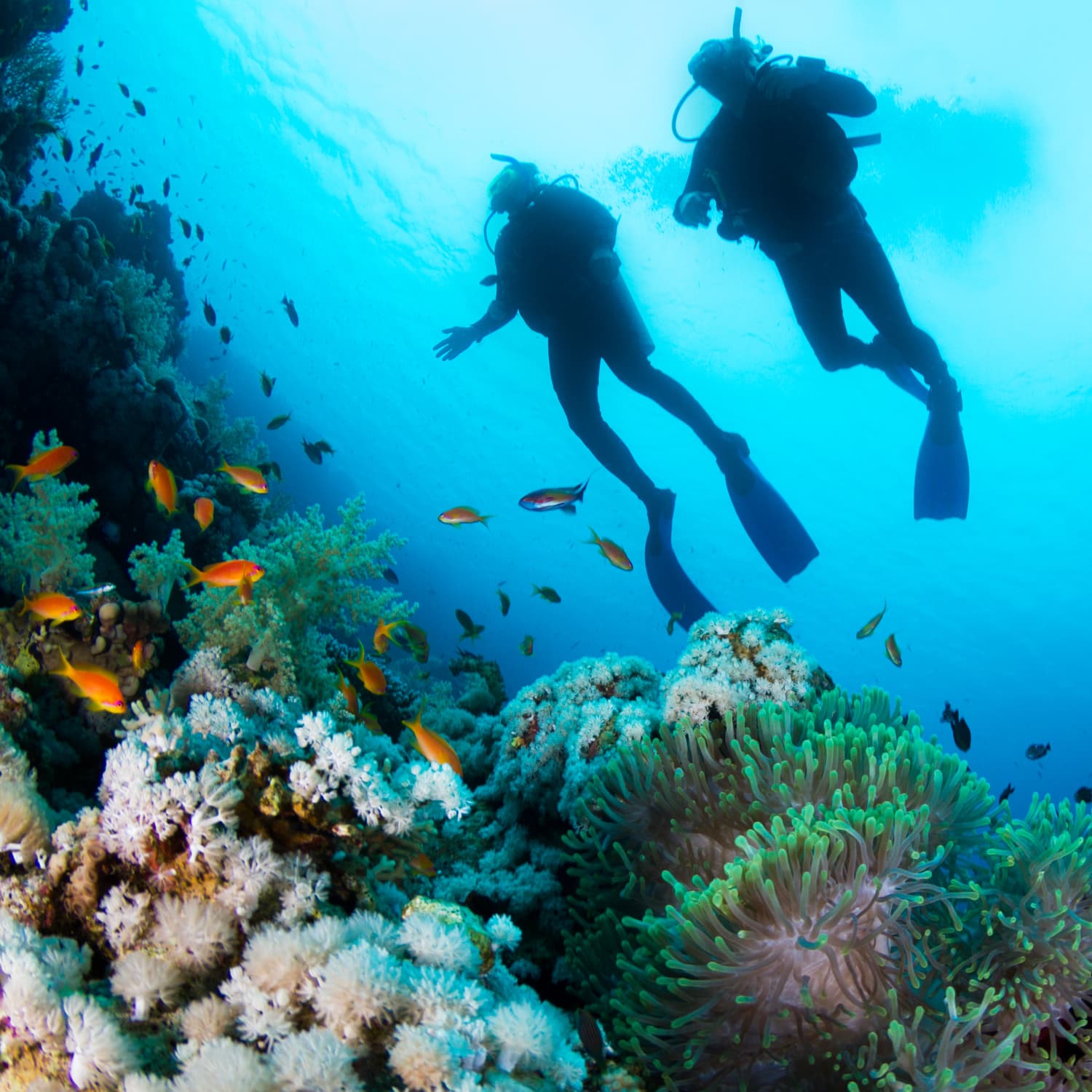 Marine diver 2025