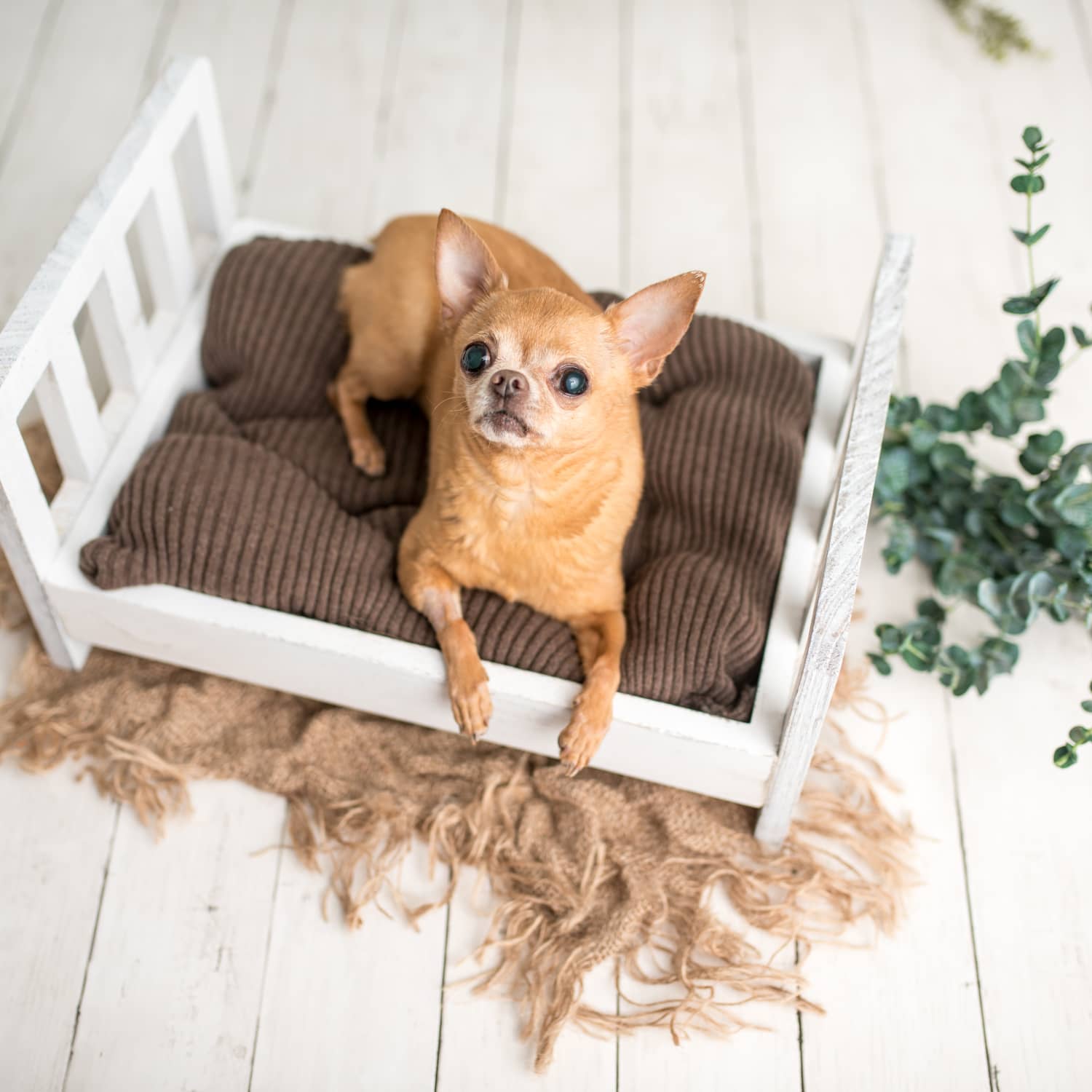 Ikea clearance dog furniture