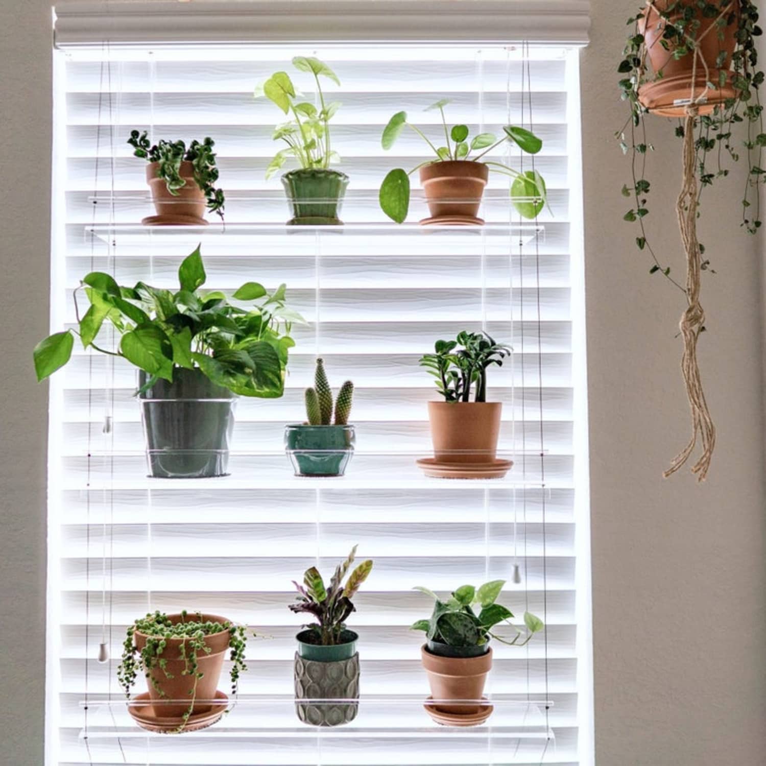 Window shelves store for plants