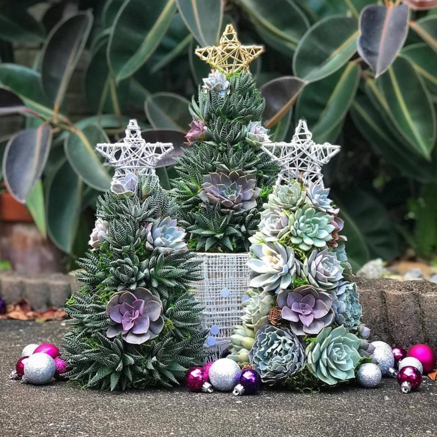 Succulent christmas tree cheap