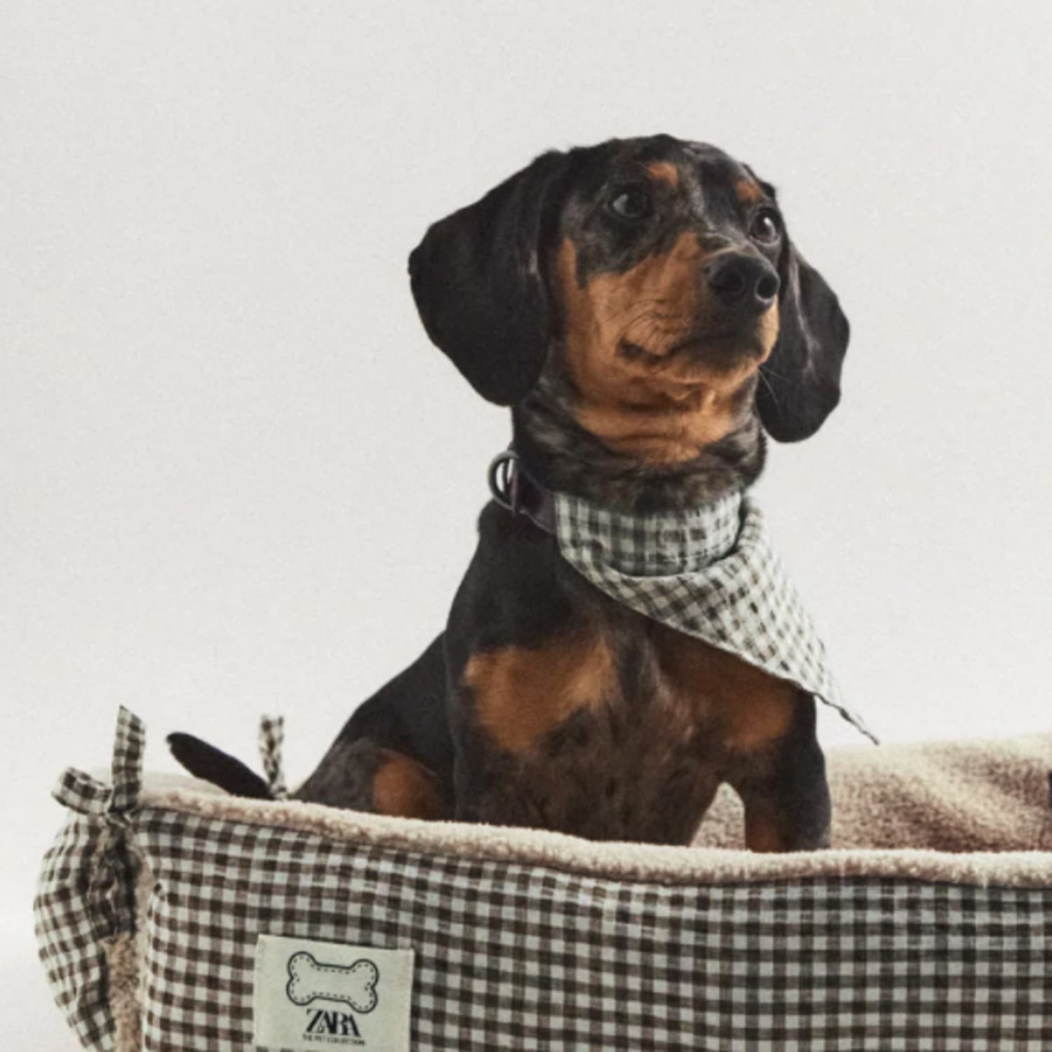 Dog beds clearance homestore and more