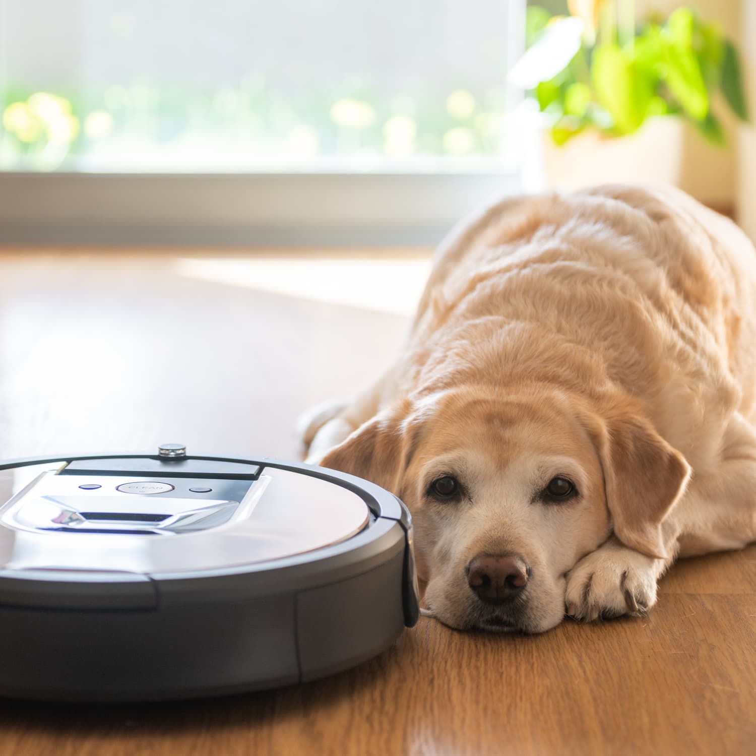 Roomba vacuum for sales pets