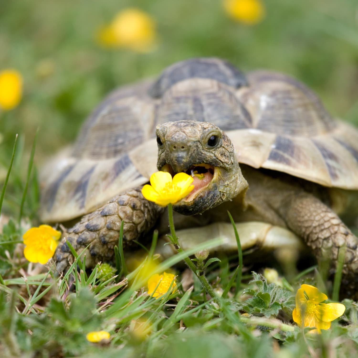 Pet Parents Built The Ultimate Hangout For Their Tortoise