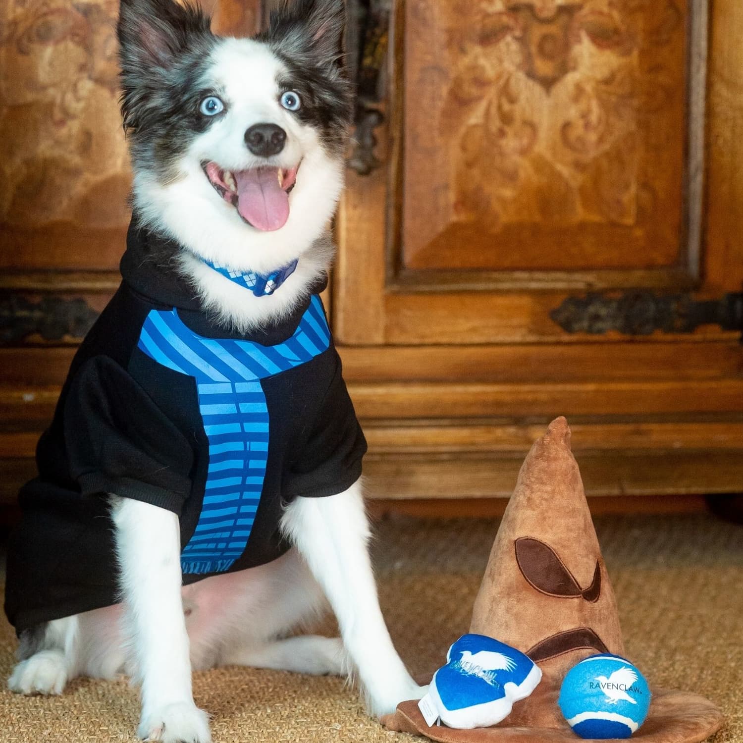 Petsmart store dog outfits