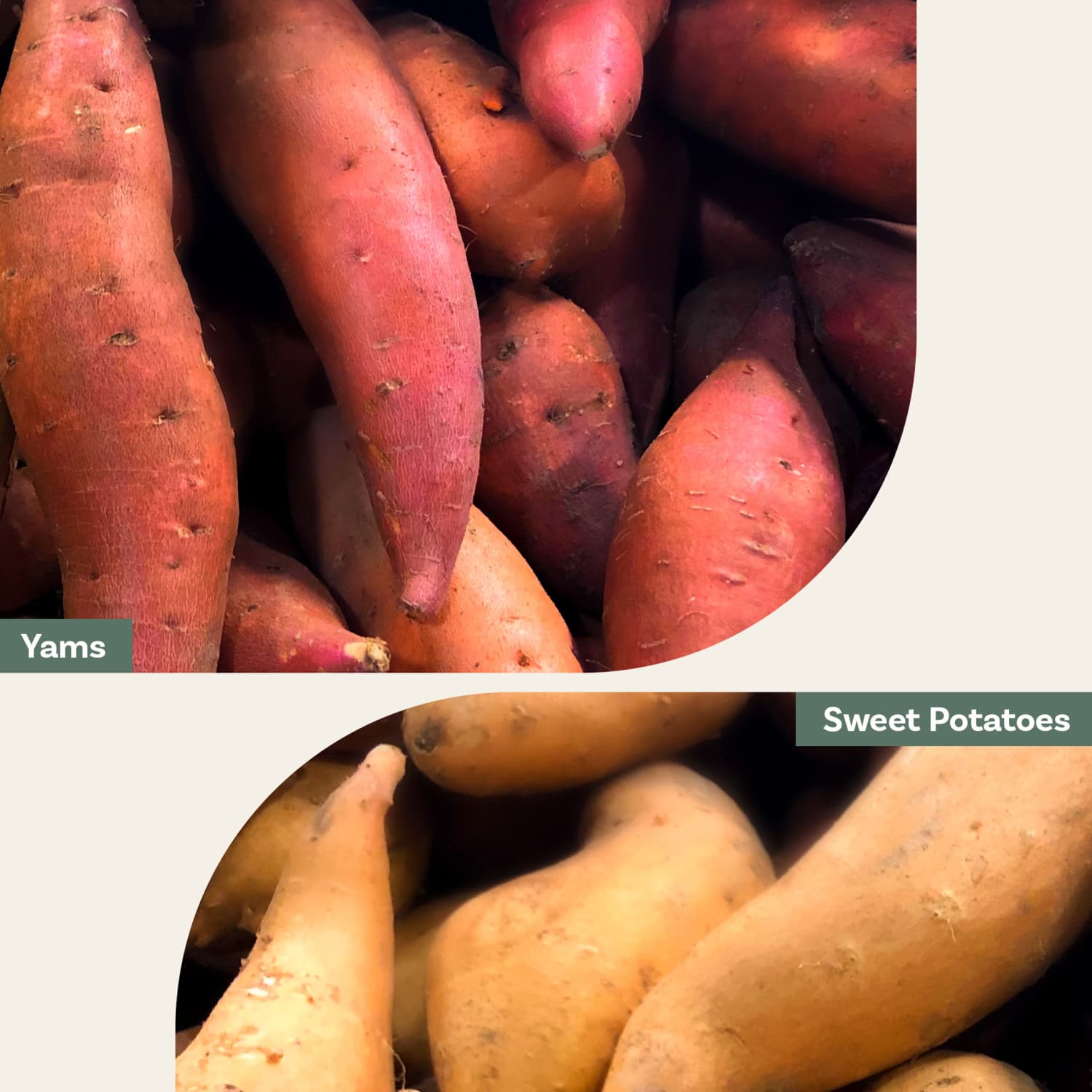 Garden Docs: These are the differences between yams and sweet potatoes