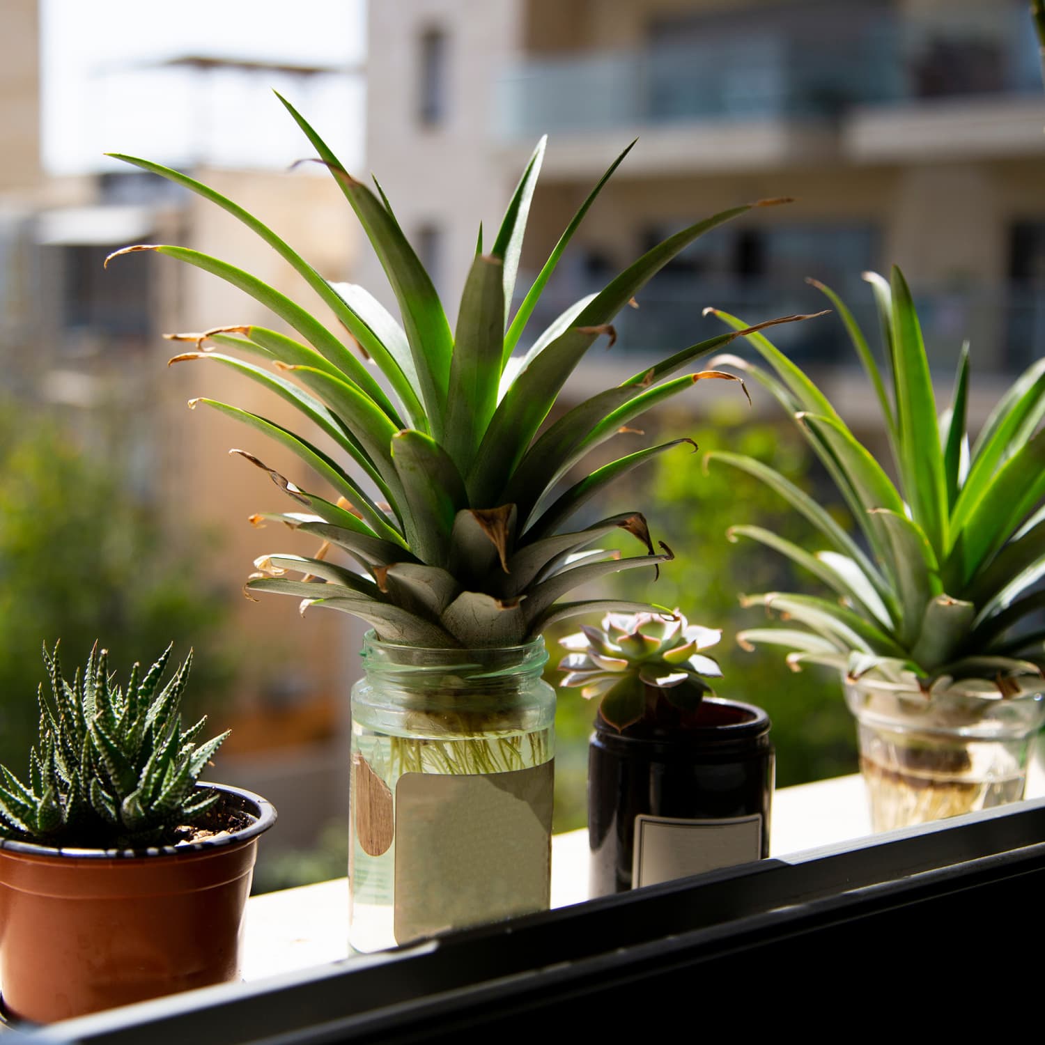bantel's sensation snake plant latin name Sansevieria 'Bantel's Sensation' 6"