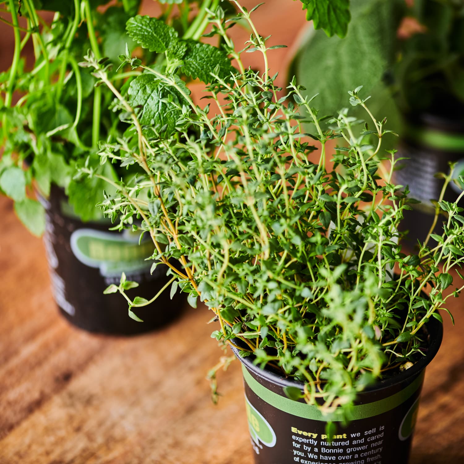 Tips For Buying Potted Herbs At The Grocery Store Kitchn