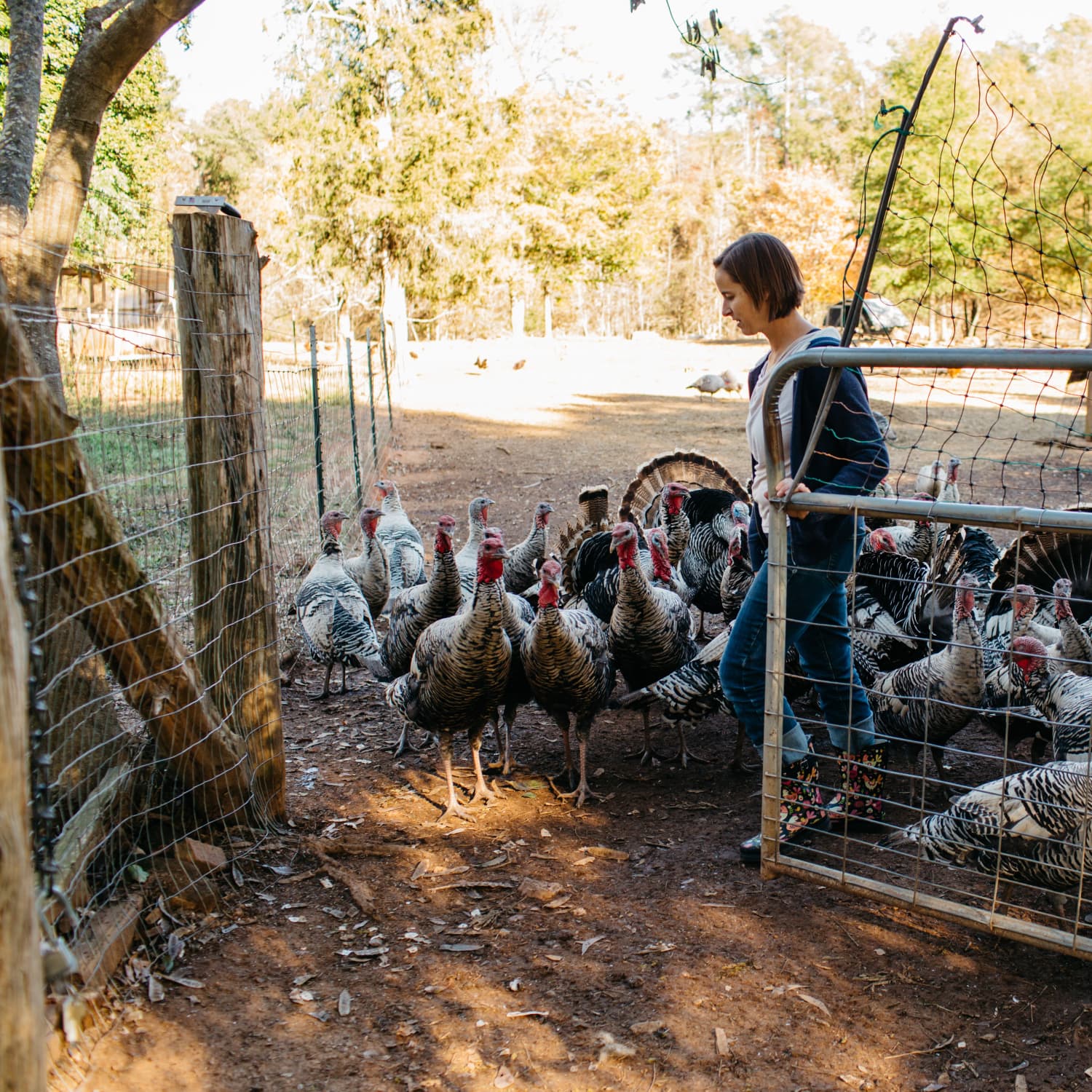 Fresh Turkey Wings – Darrow Green Farm