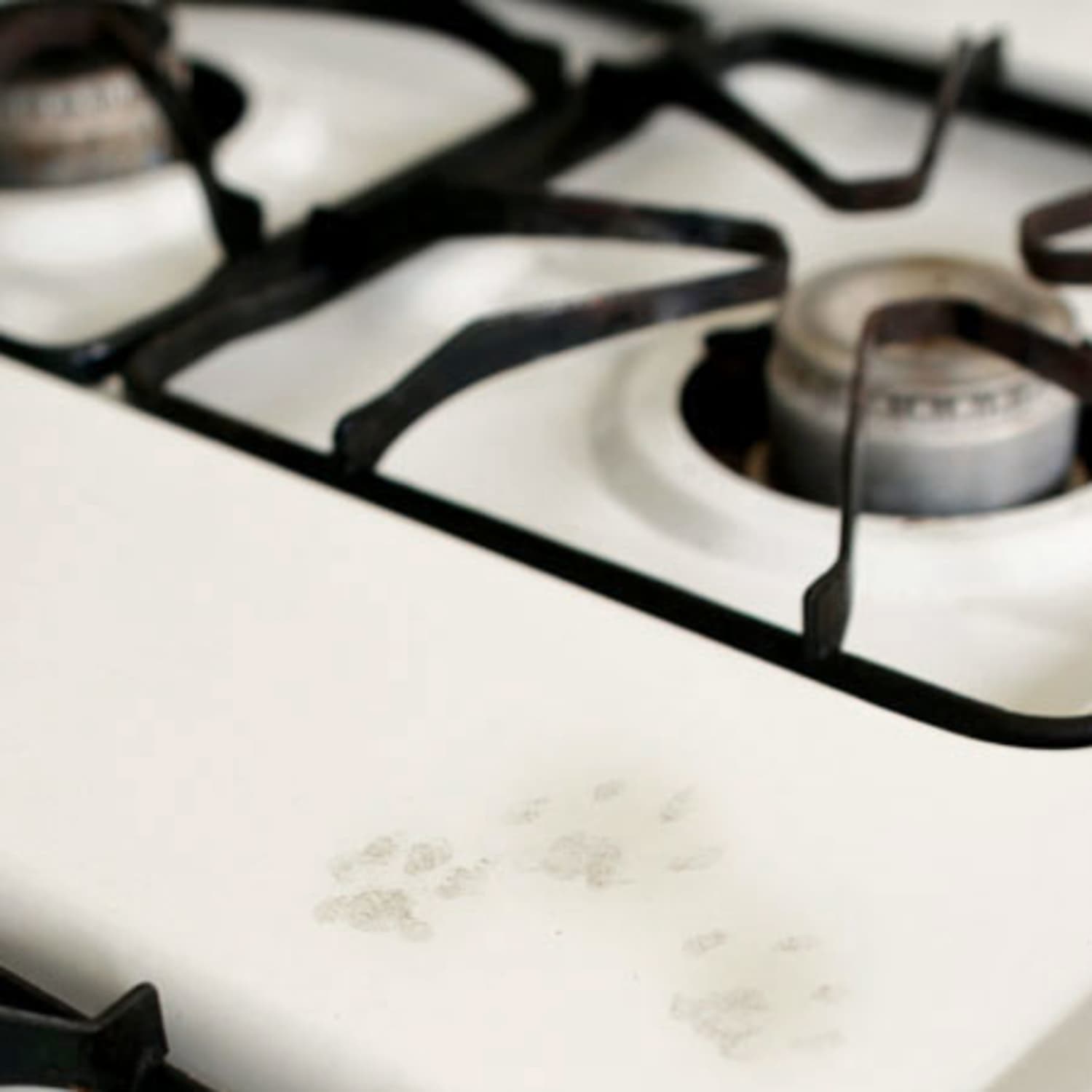 How To Keep Cats Off Kitchen Surfaces Kitchn