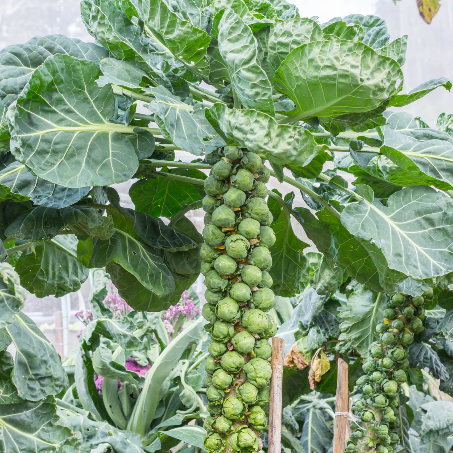 Do You Know How Brussels Sprouts Grow Kitchn
