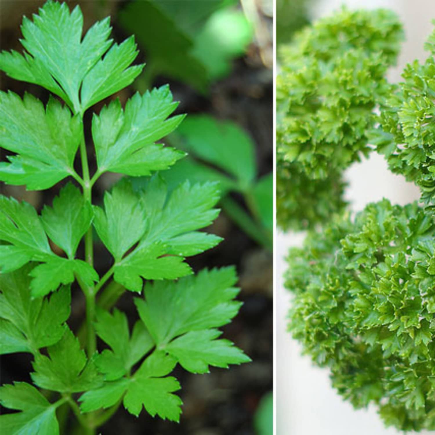 What S The Difference Flat Leaf And Curly Leaf Parsley Kitchn