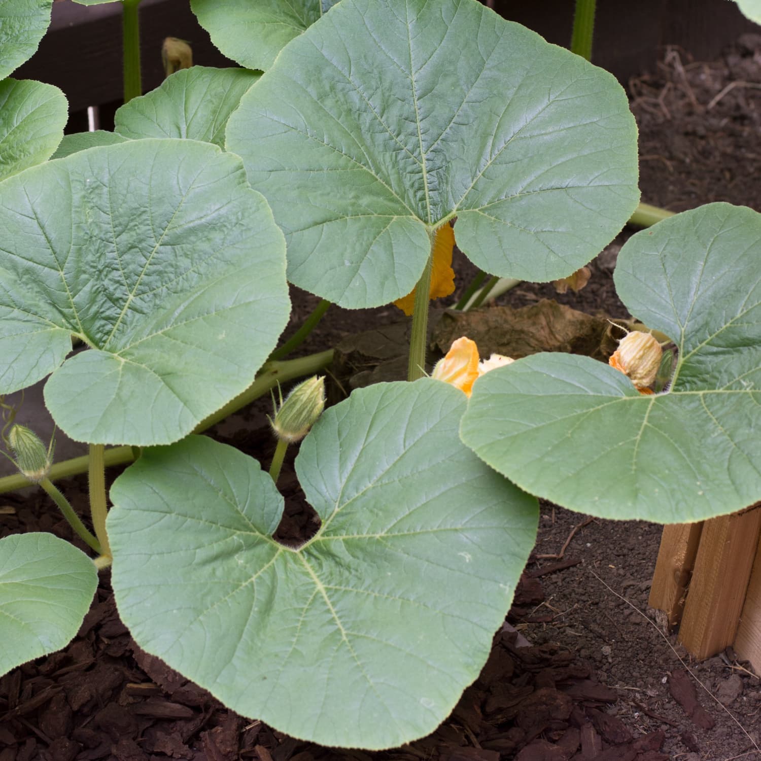Did You Know You Can Eat Pumpkin Leaves Kitchn