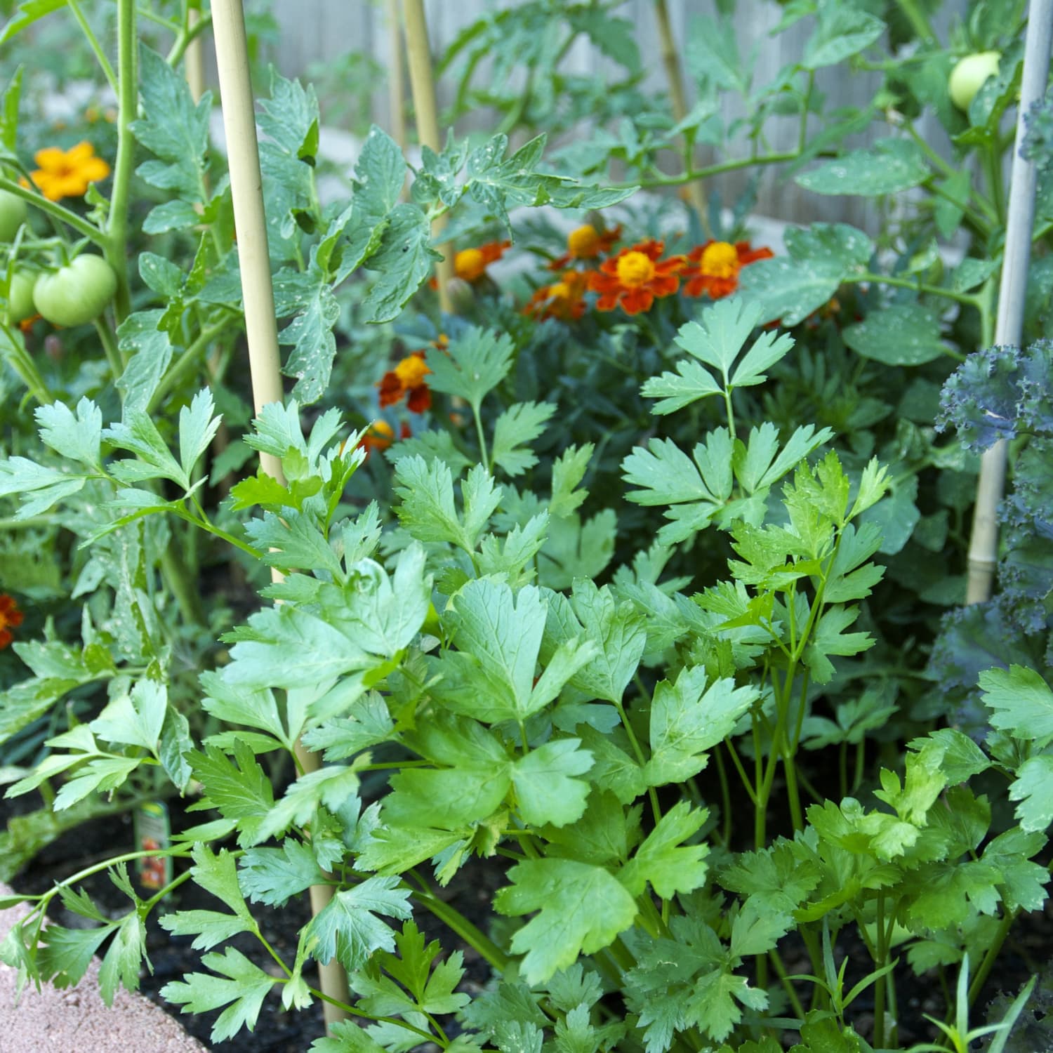 Everything You Need To Know About Growing Parsley Kitchn