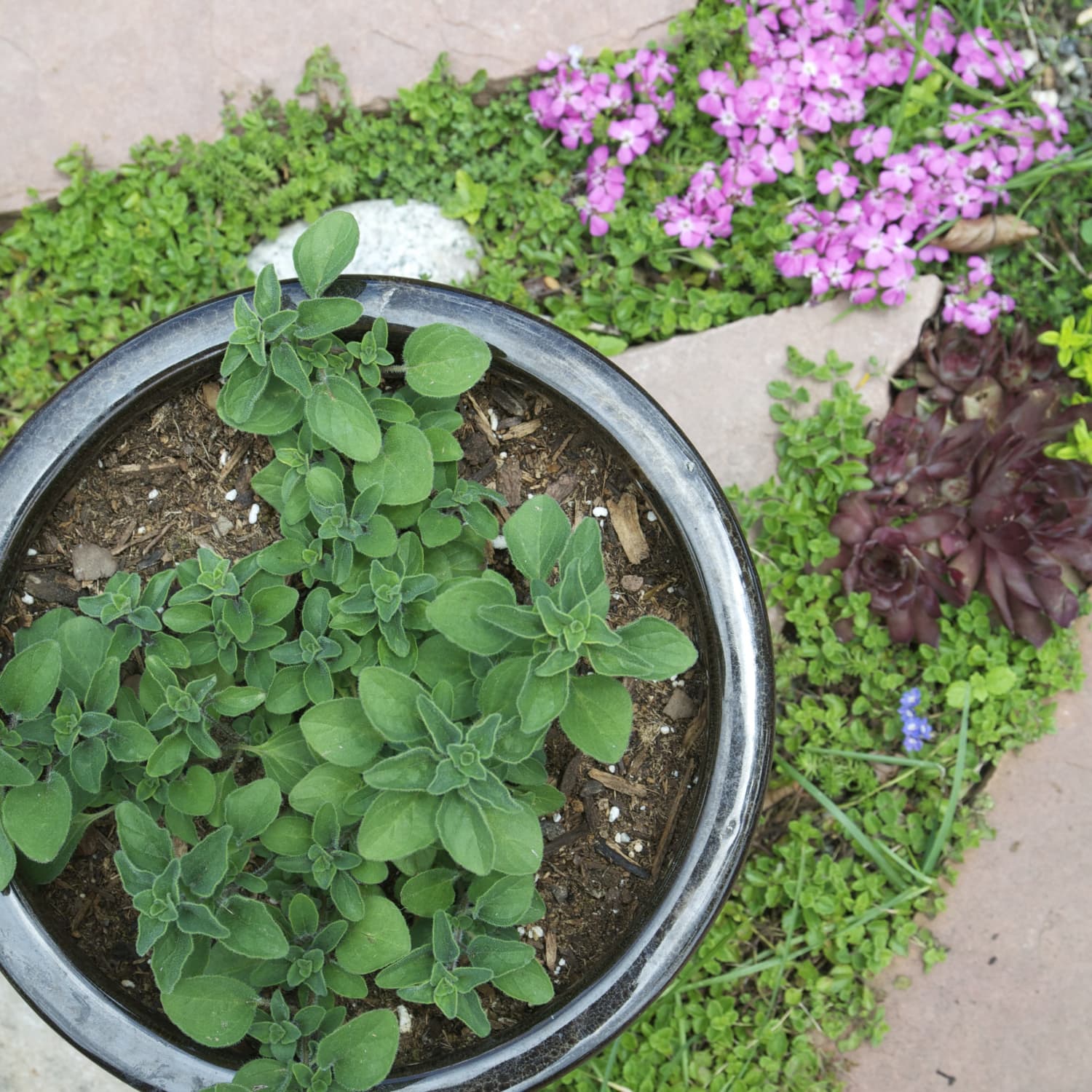 Everything You Need To Know About Growing Oregano Kitchn