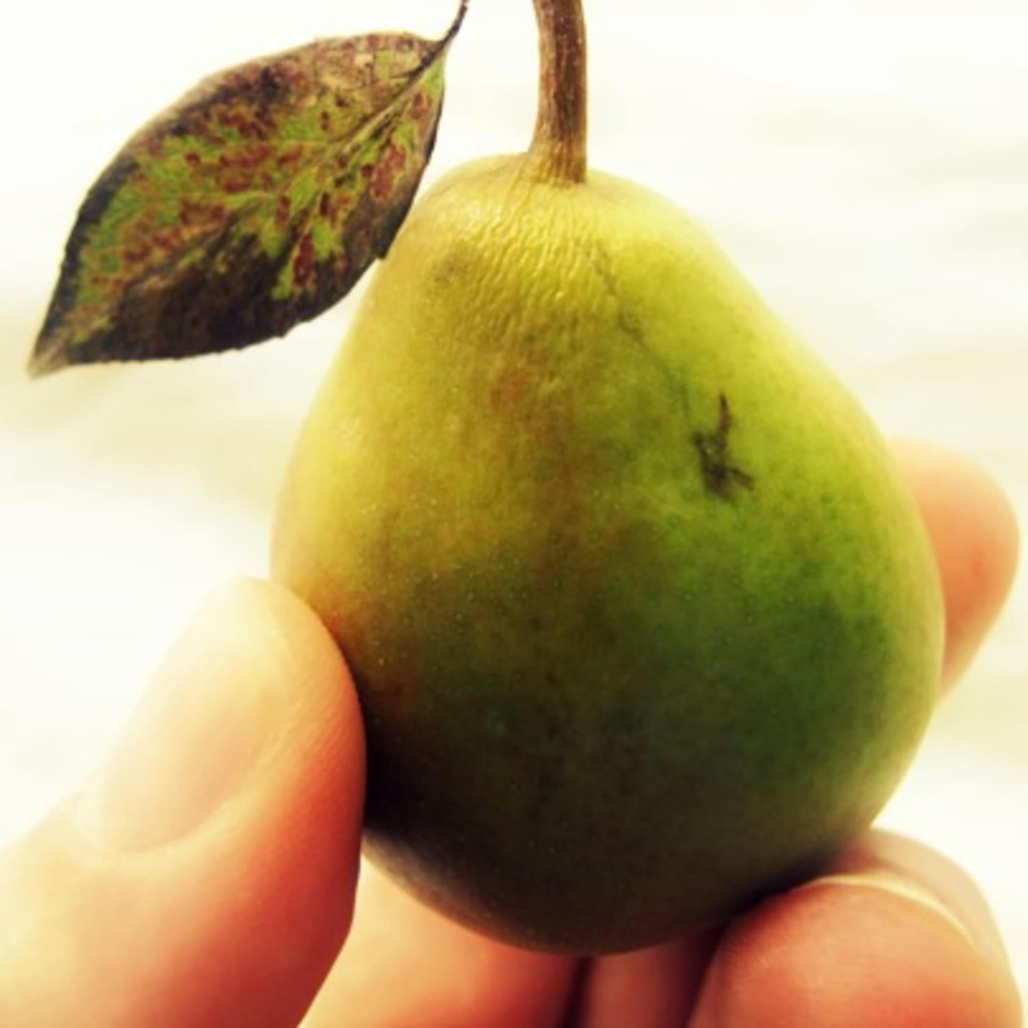 Bosc Pears (how to tell when they're ripe, and how to cook them