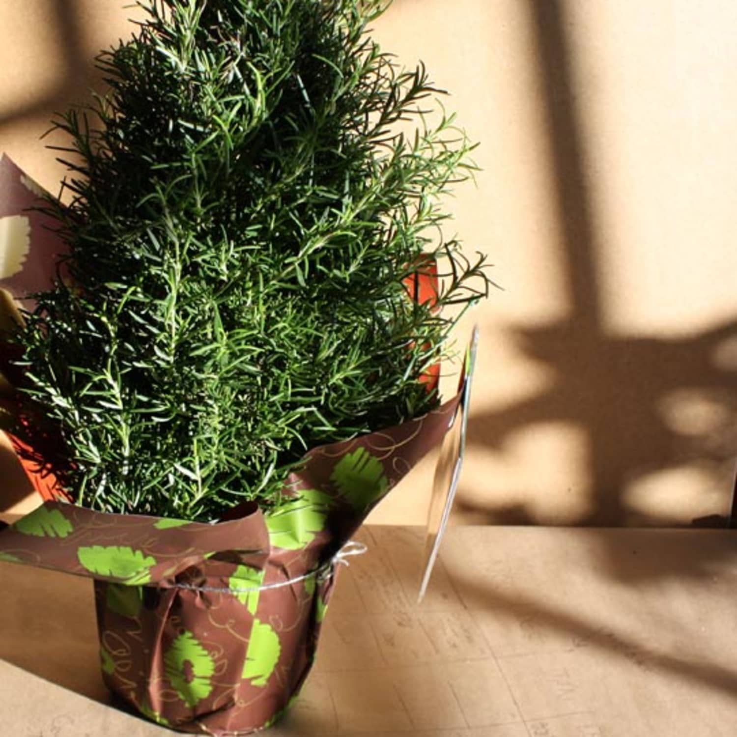 Look Rosemary Trees At Whole Foods Kitchn