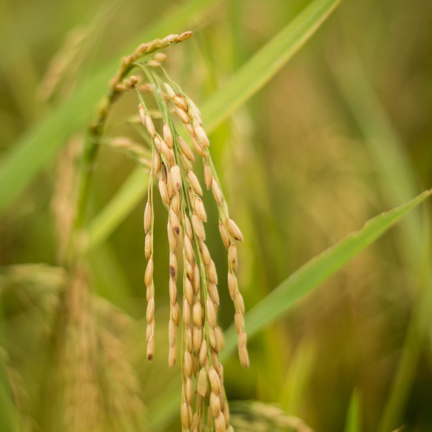 6 Things You Probably Didn't Know About Rice | The Kitchn