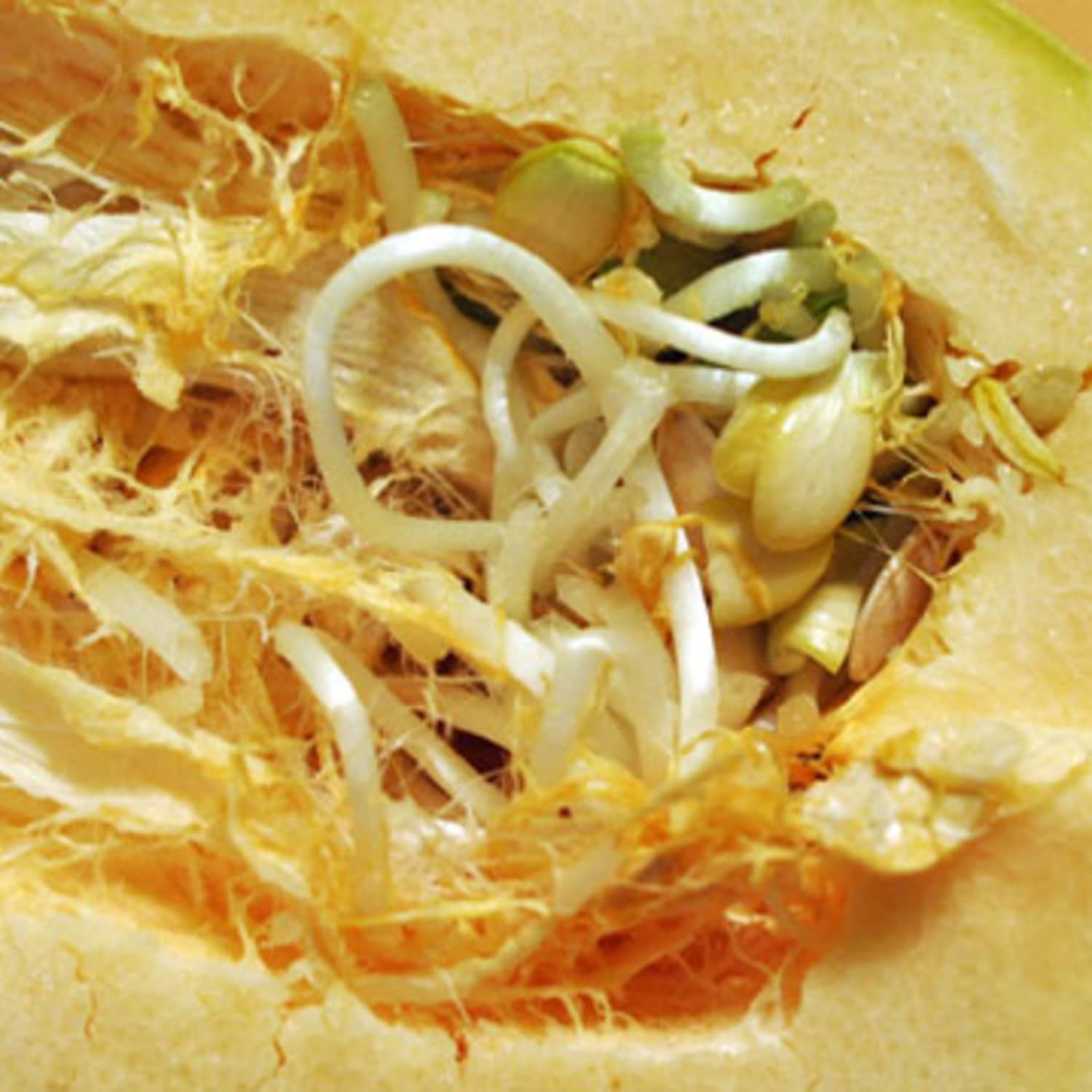 Sprouted Spaghetti Squash Is It Ok To Eat Kitchn