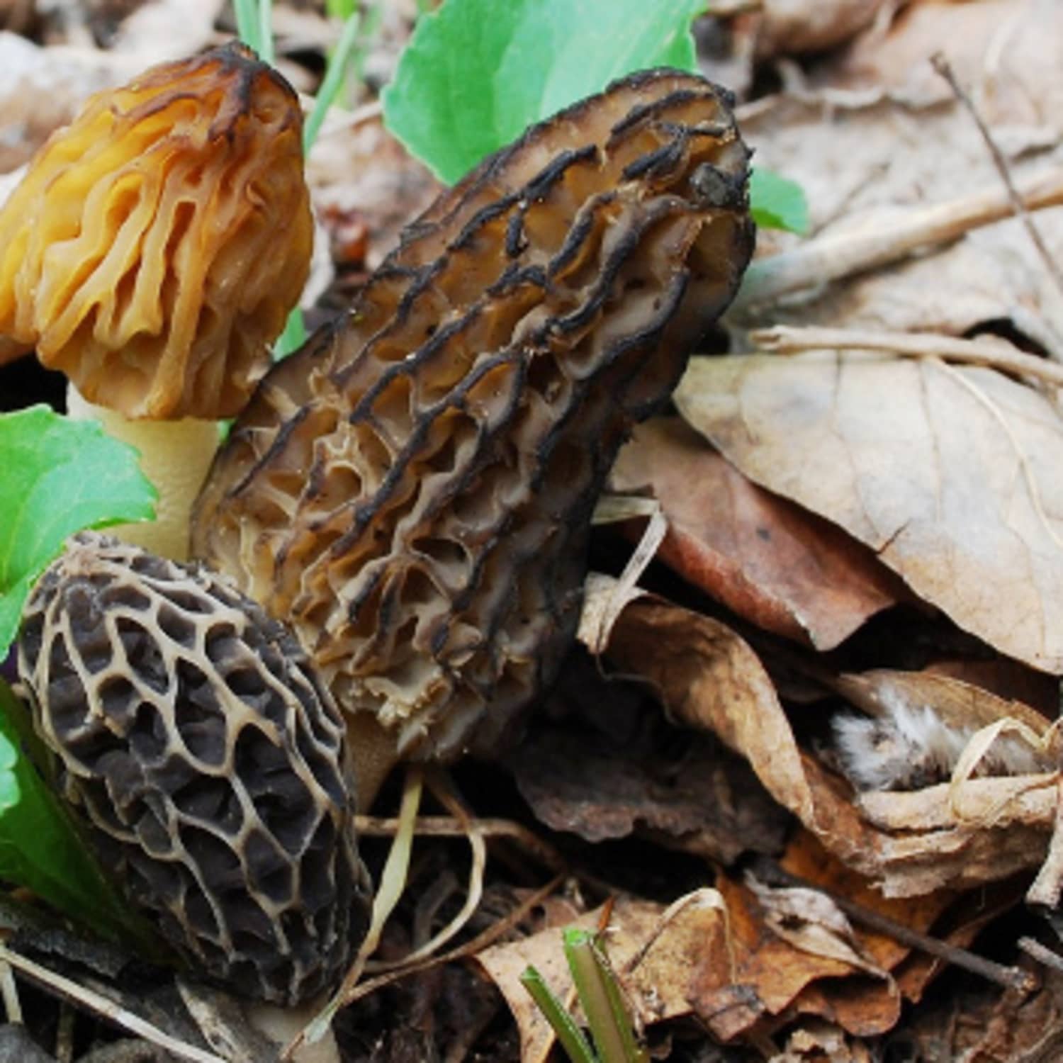 Quick Tip: How To Clean Morel Mushrooms | Kitchn