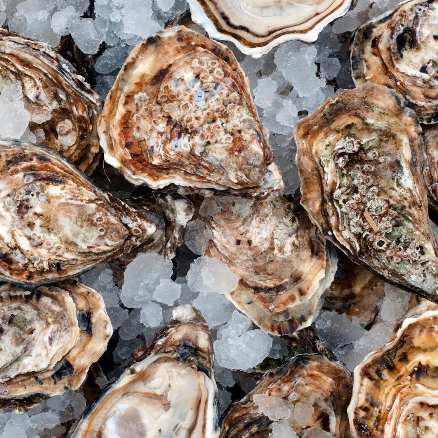 Myth Busting What Time Of Year Is It Safe To Eat Oysters Kitchn
