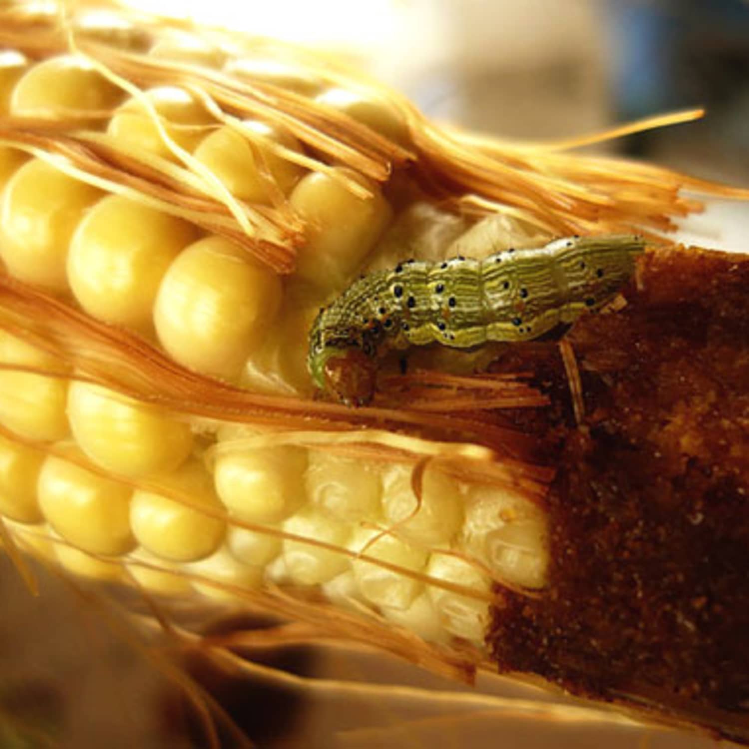 An Unavoidable Surprise In Organic Corn Worms Kitchn