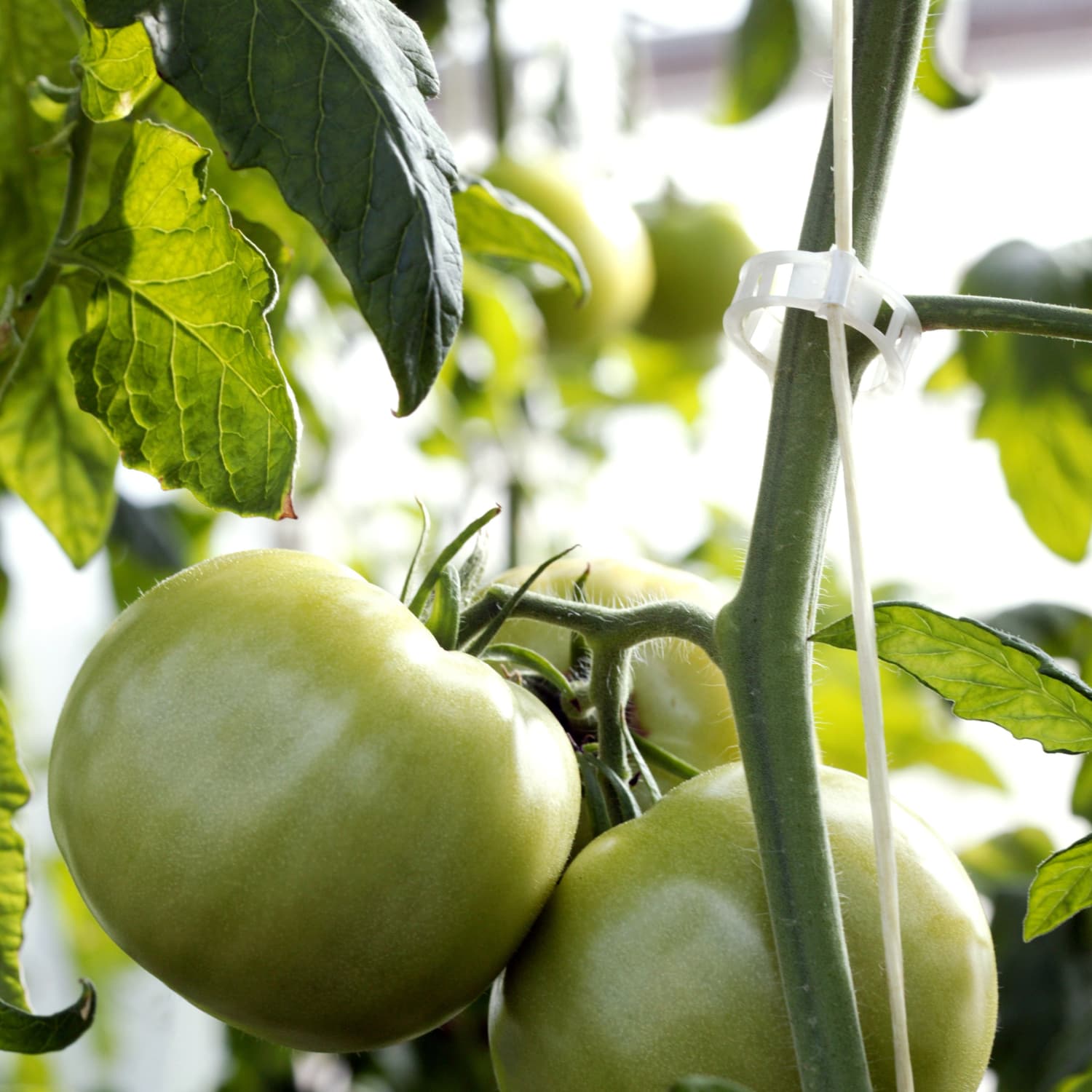 What S The Difference Between Green Tomatoes And Tomatillos Kitchn