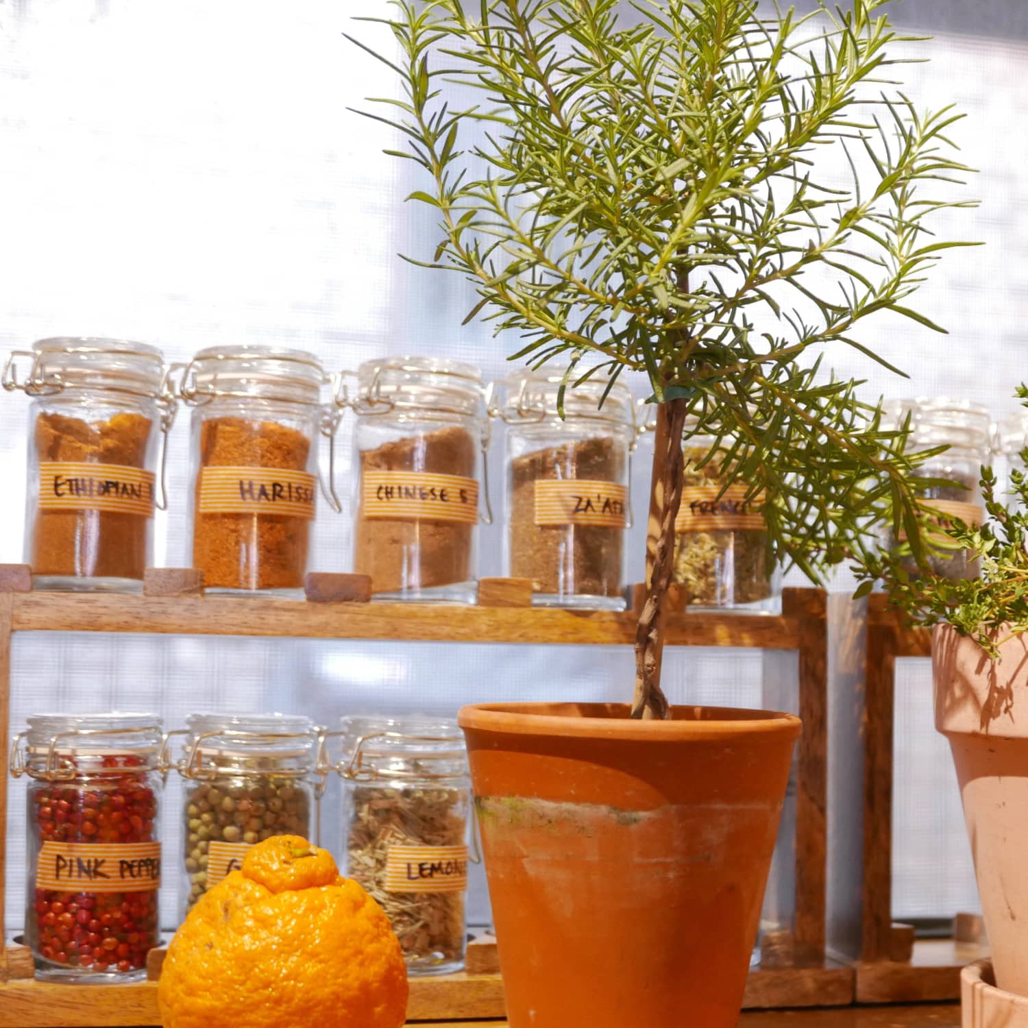 growing herbs indoors low light