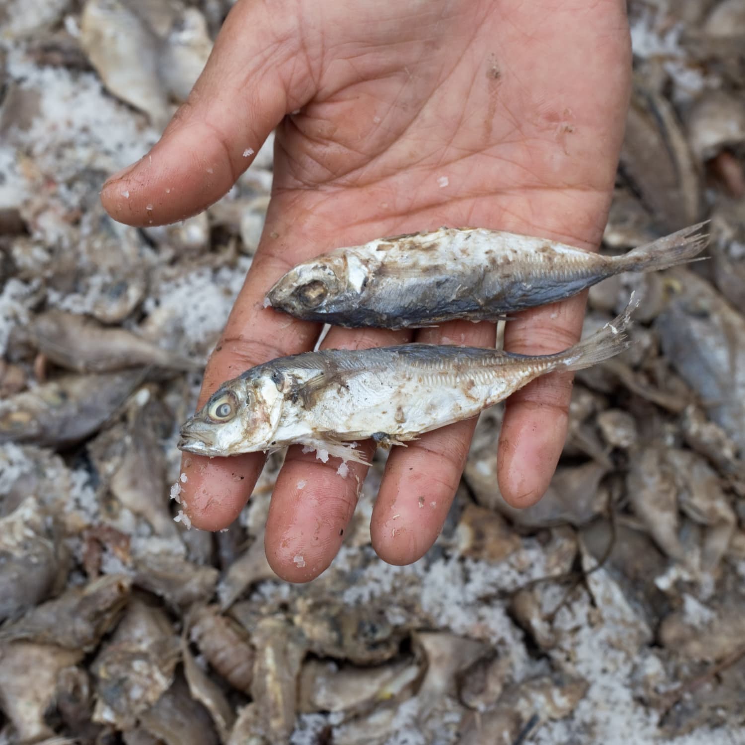 How Fish Sauce Is Made A Visit With A Fish Sauce Maker In Sa Chau Vietnam Kitchn