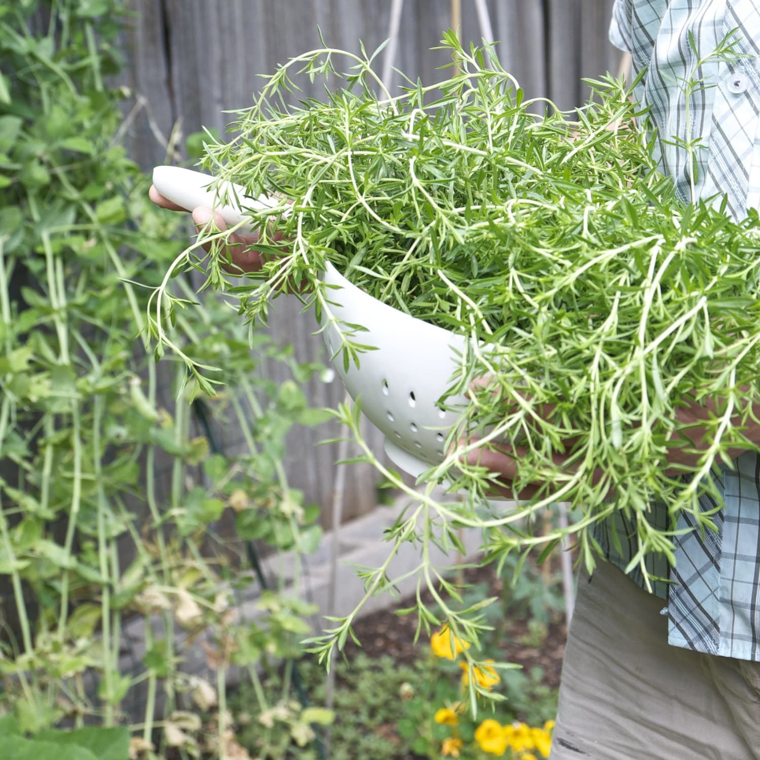 How to Identify Different Types of Thyme