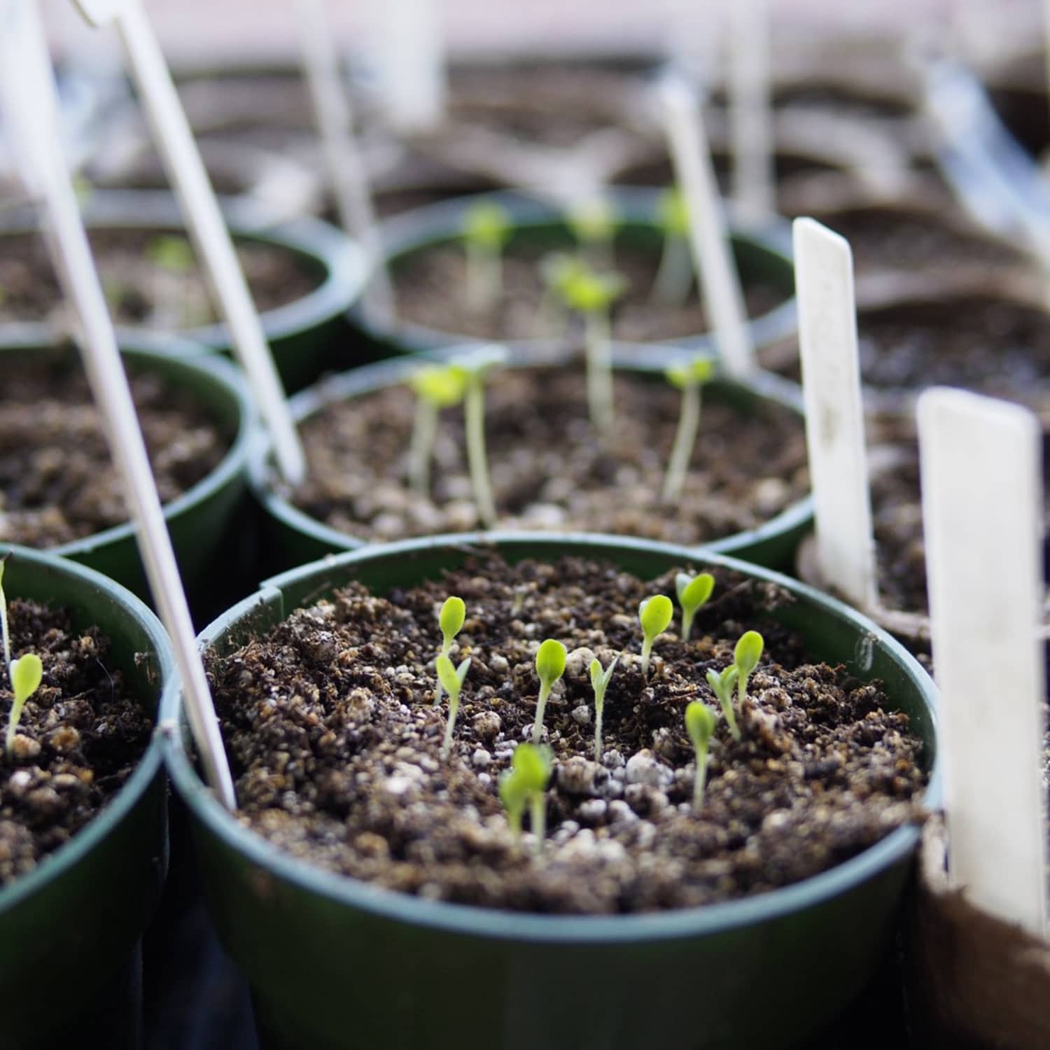 Inside Or Outside Which To Choose When Starting Plants From Seed