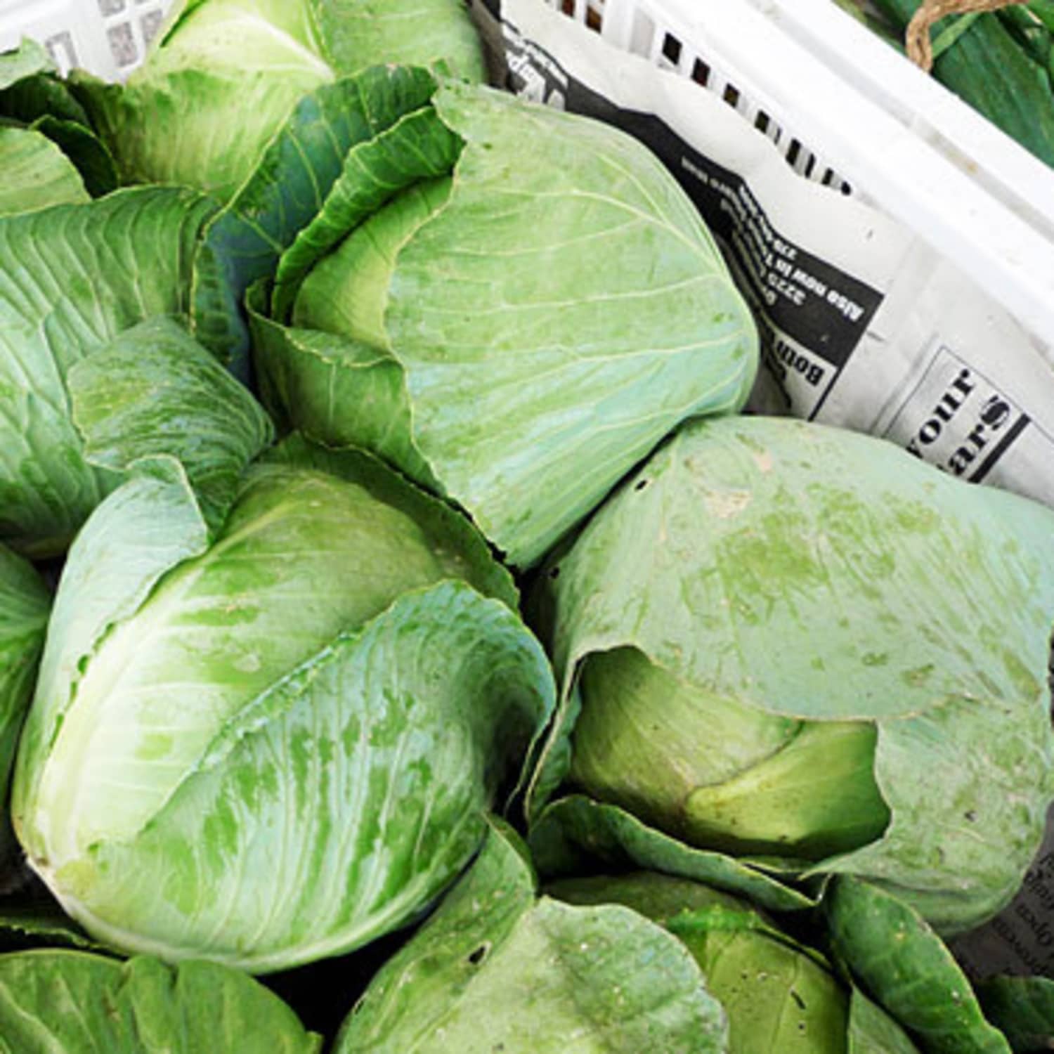 Know Your Cabbages Green Red Savoy Napa And More Kitchn