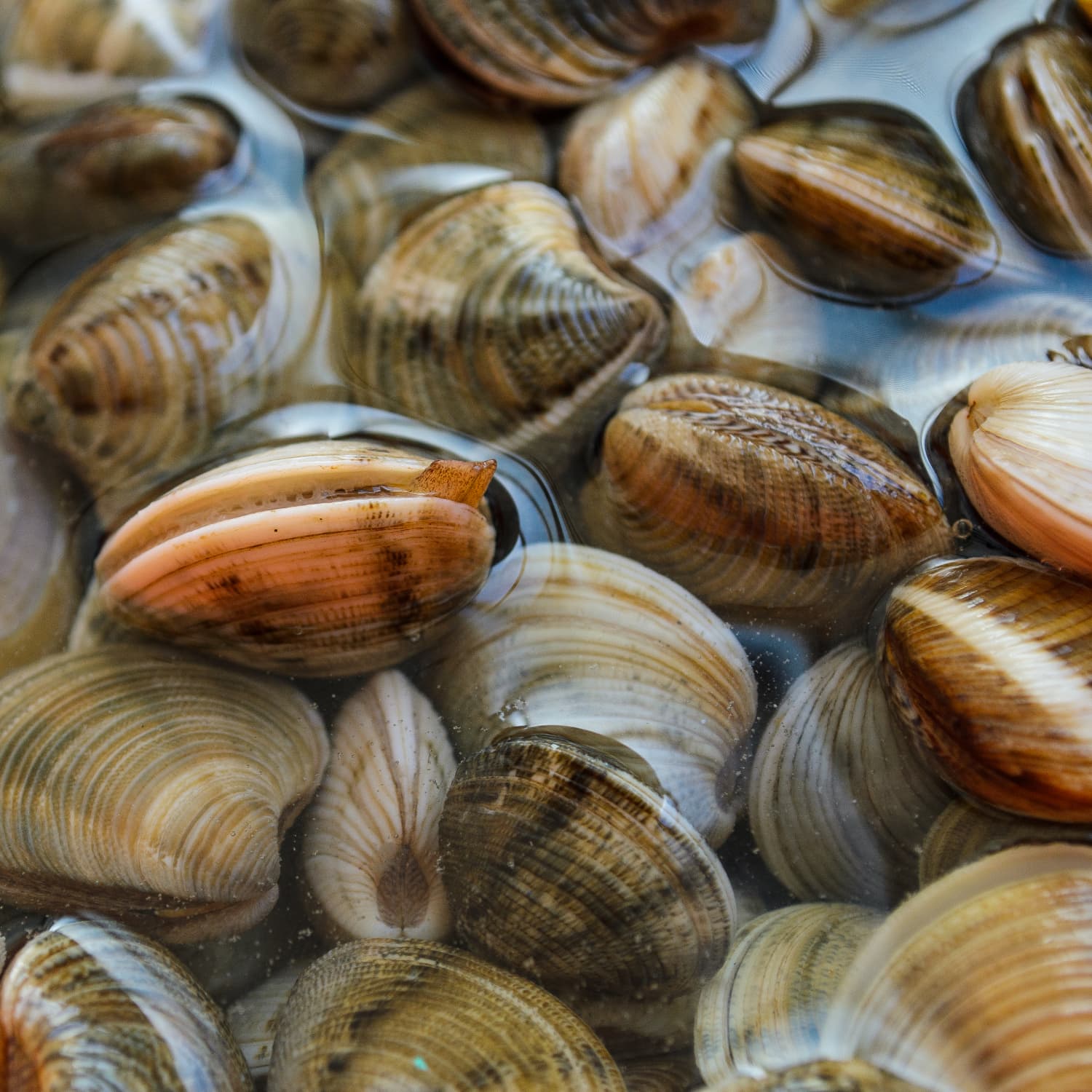 how do clams eat