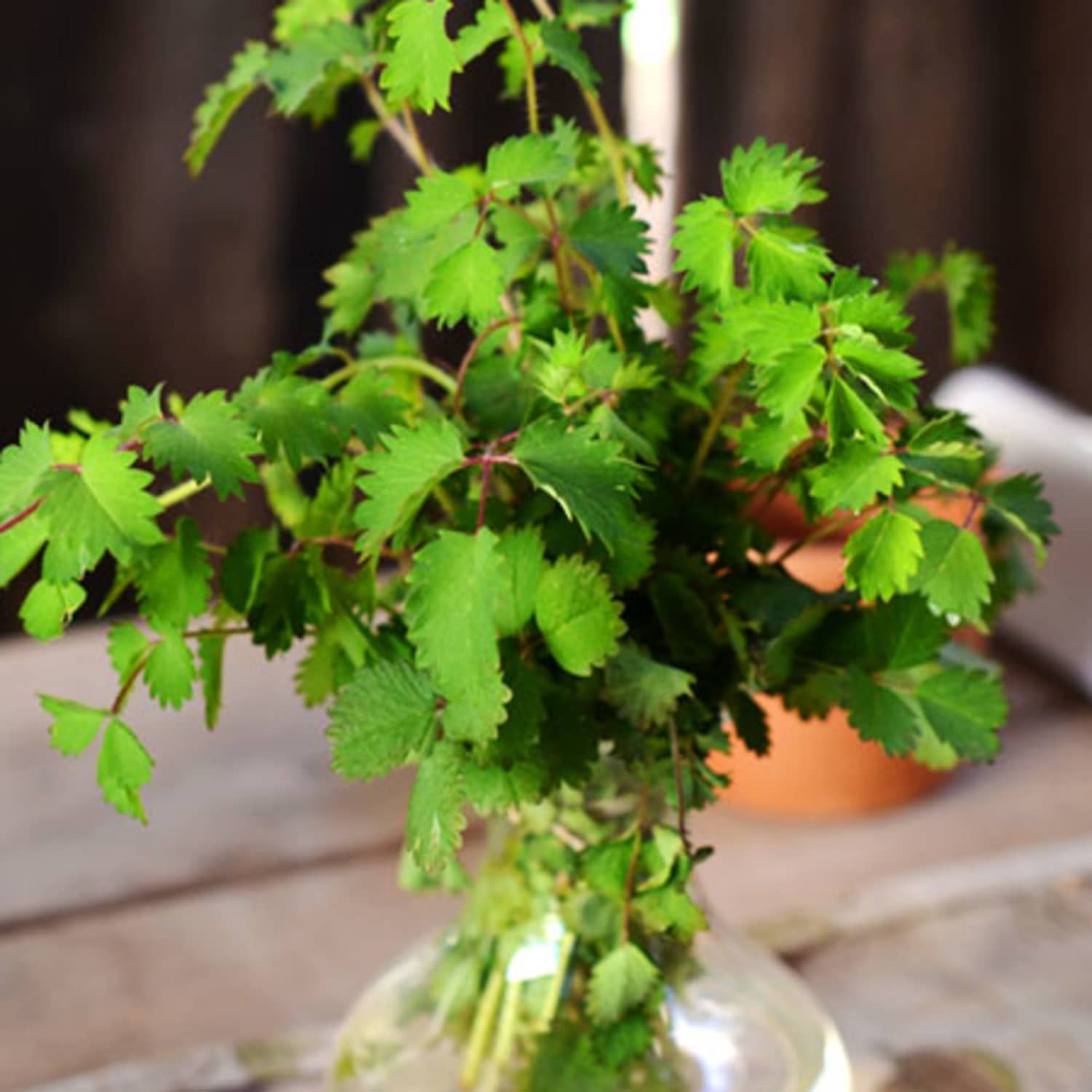 A Lesser Known Herb Salad Burnet Kitchn